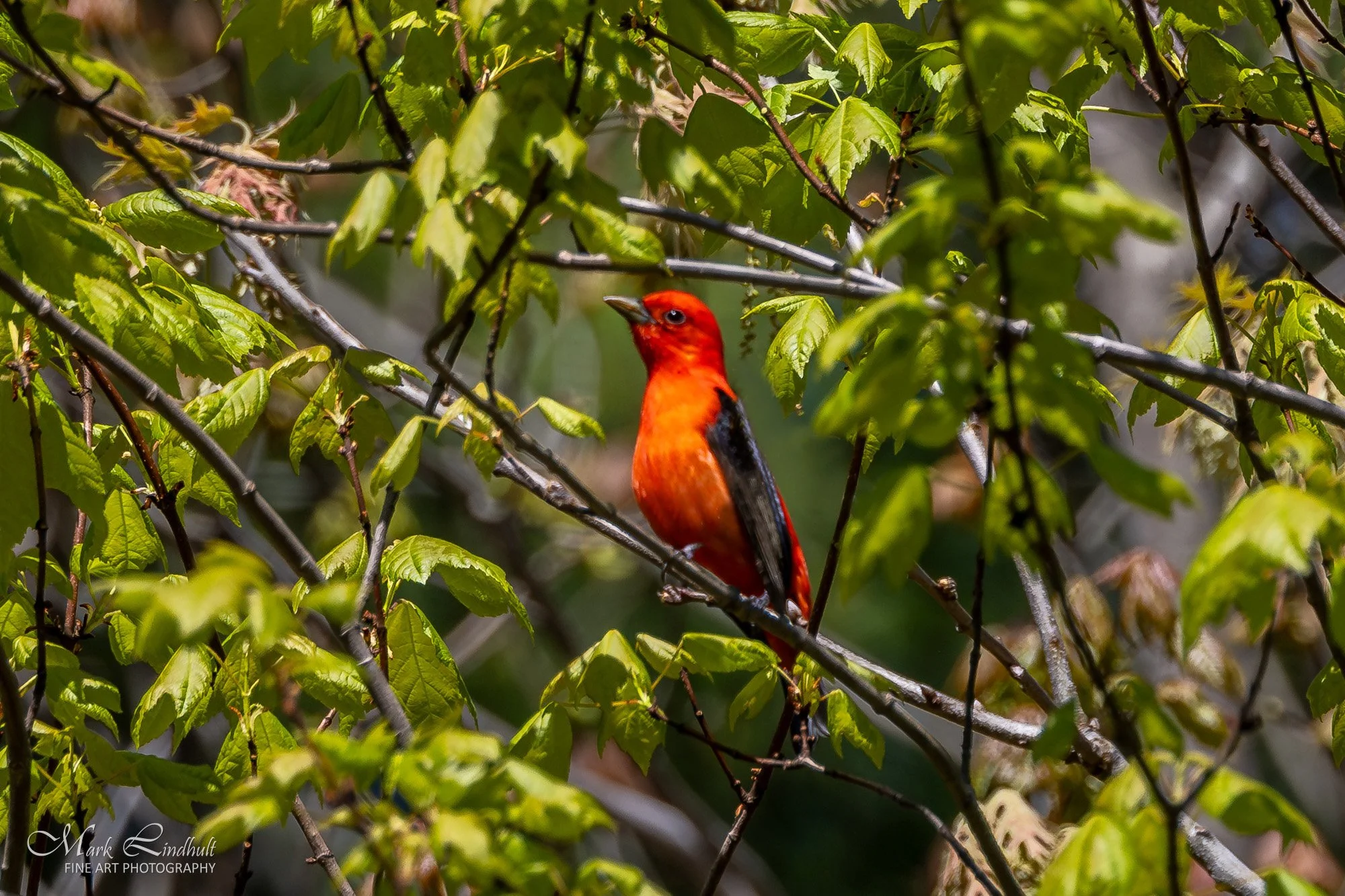 Scarlett Tanager-.JPG