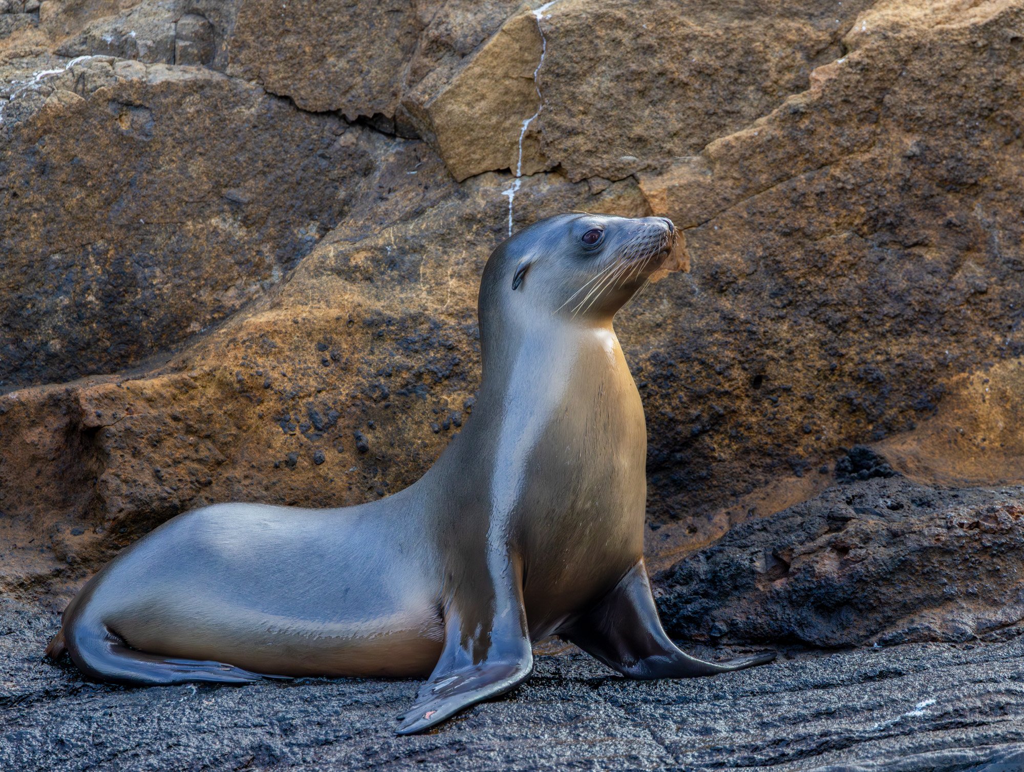 Galapagos Trip-332.JPG