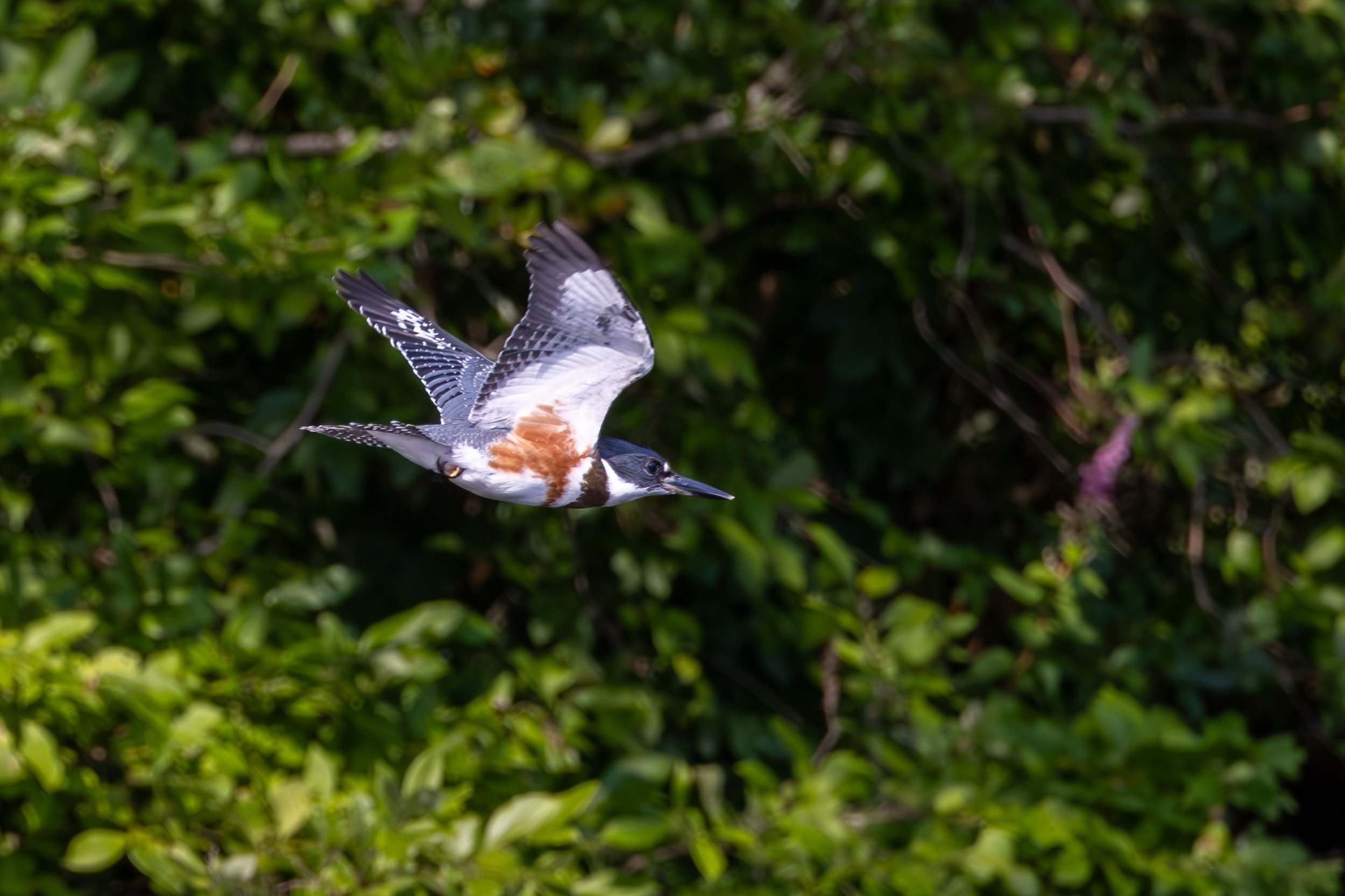 Kingfisher flight-.JPG
