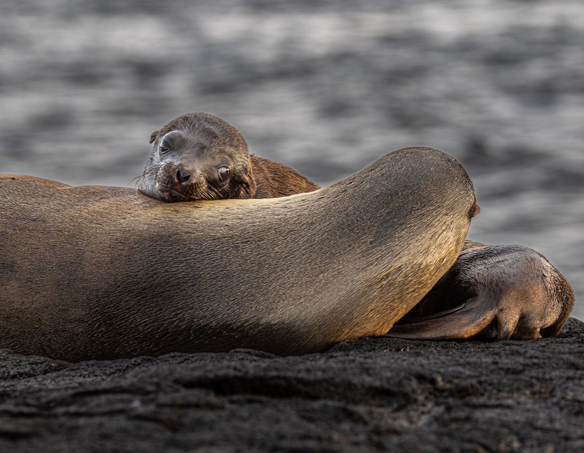 Galapagos Trip-114.JPG