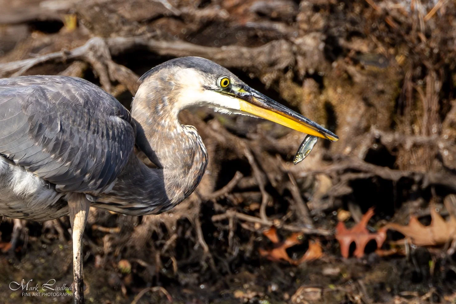 Blue Heron fish-1.JPG