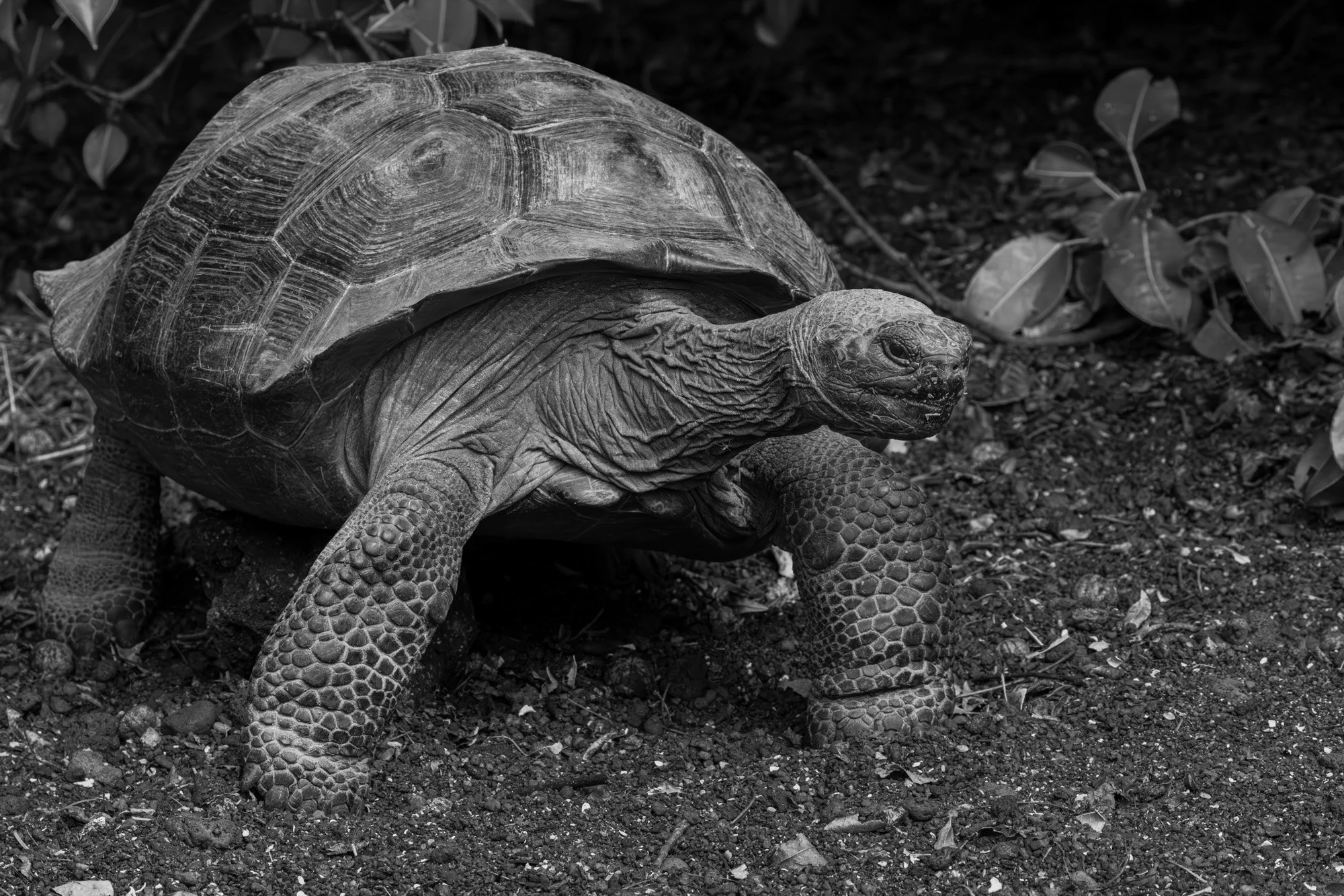 Galapagos Trip-281.JPG
