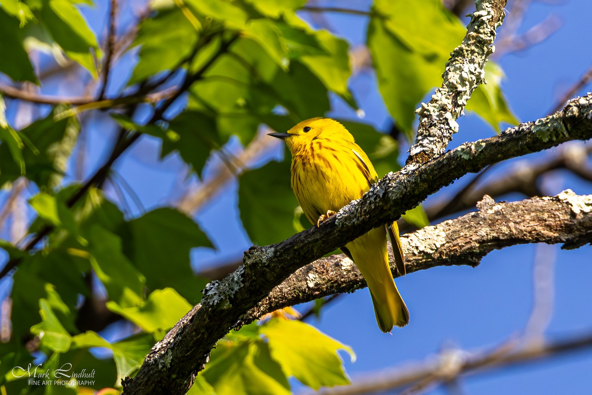 LW-Yellow Warbler-.JPG