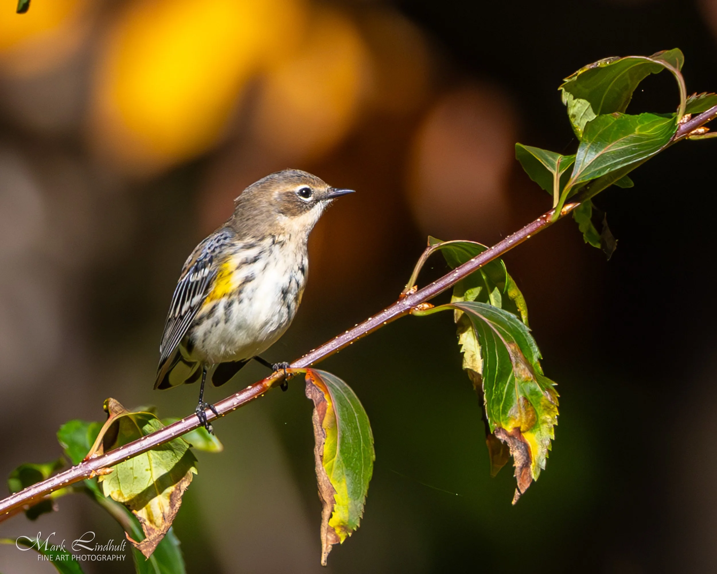 Yellow-rumped Warbler-.JPG