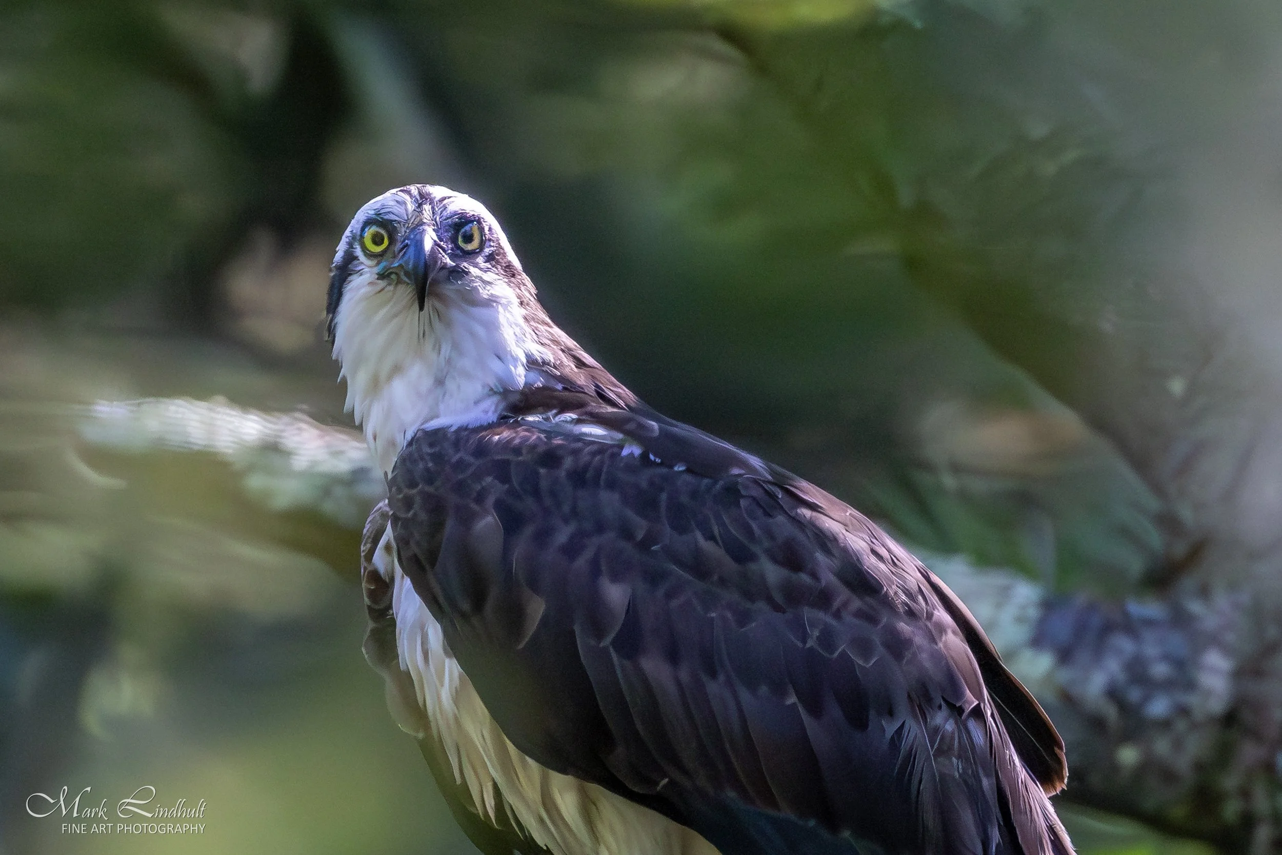 Osprey w-fish Quabbin--6.JPG