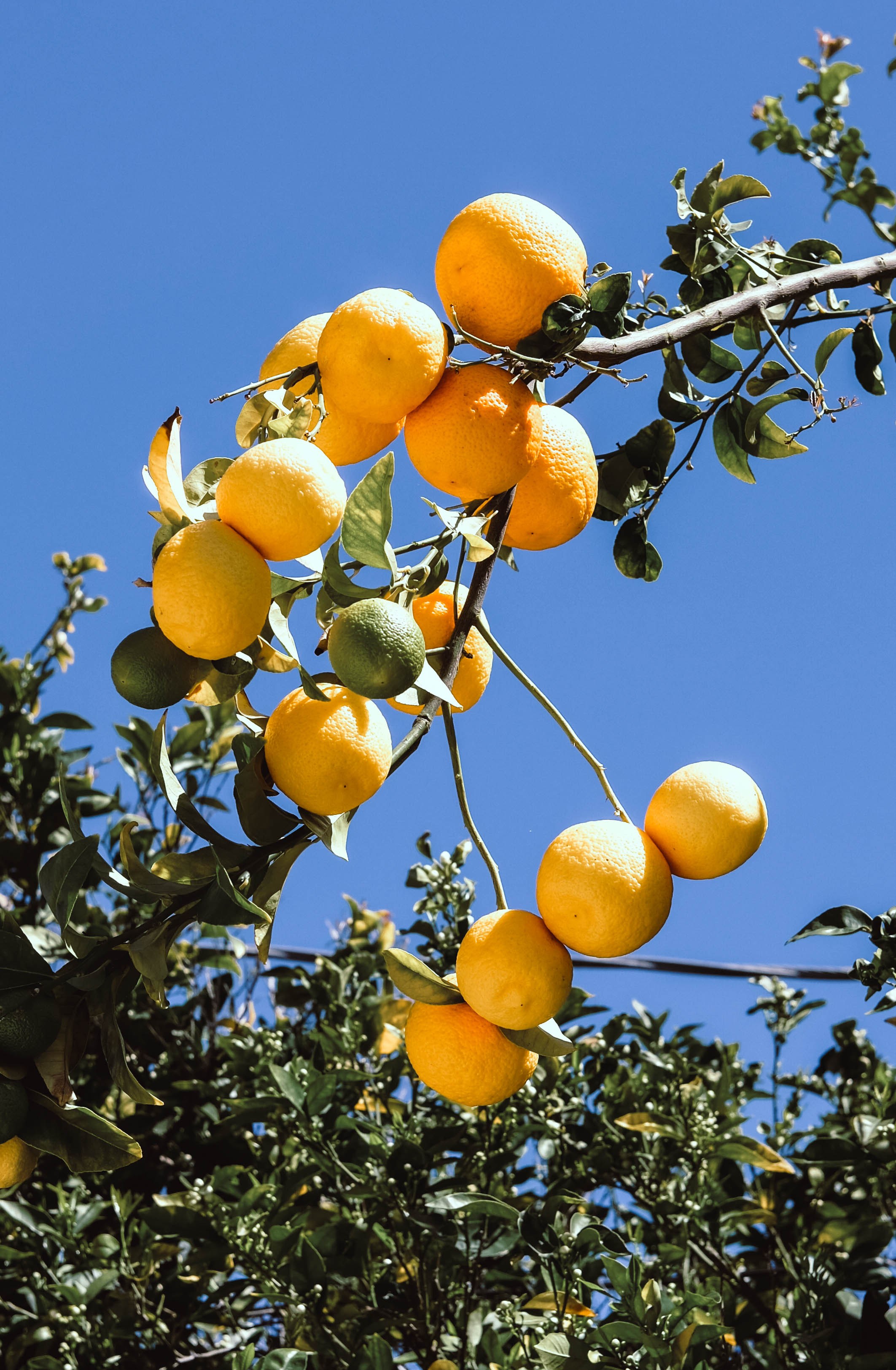 DSCF7129.jpg