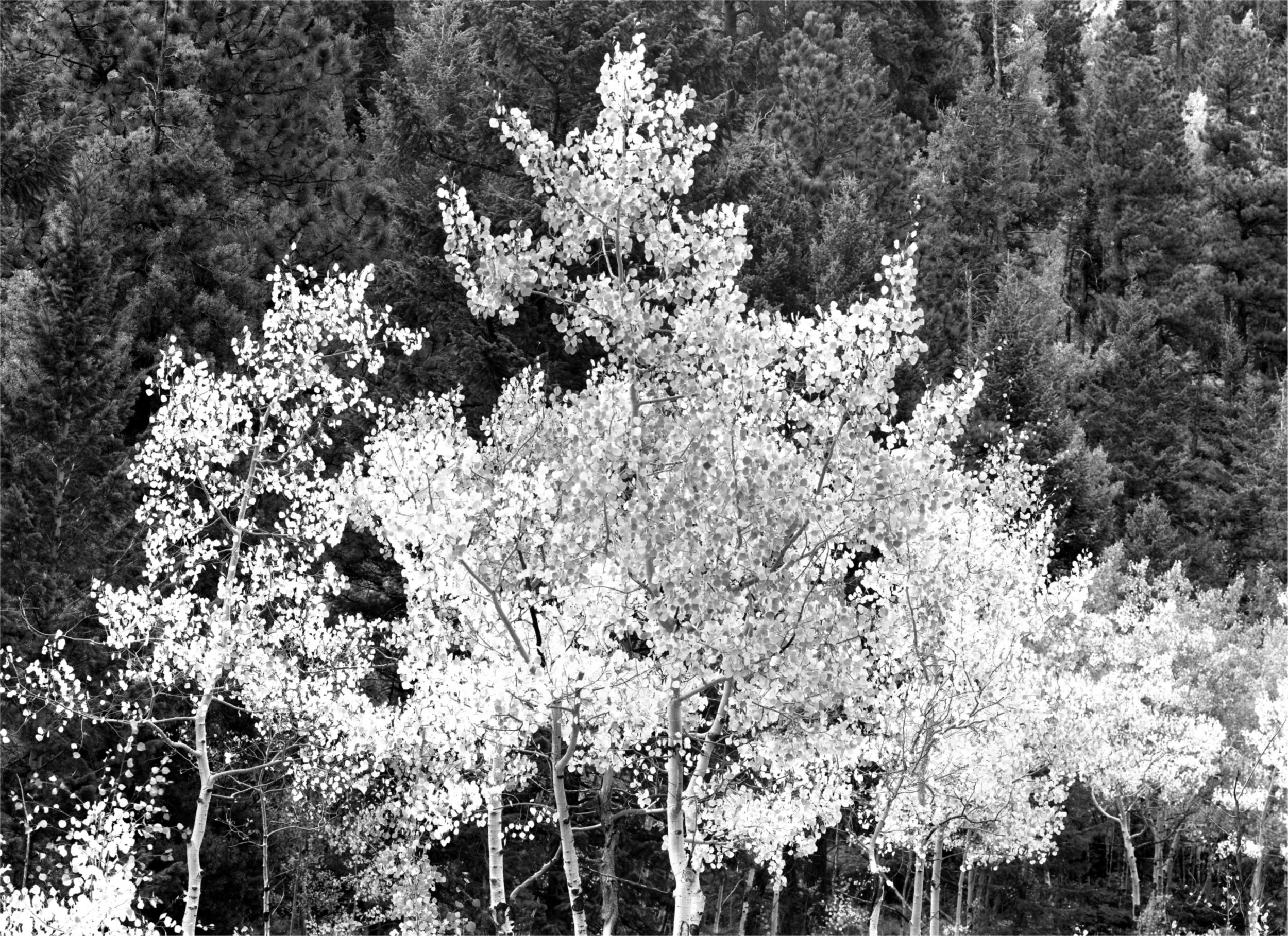 105.  Triangle of Aspens