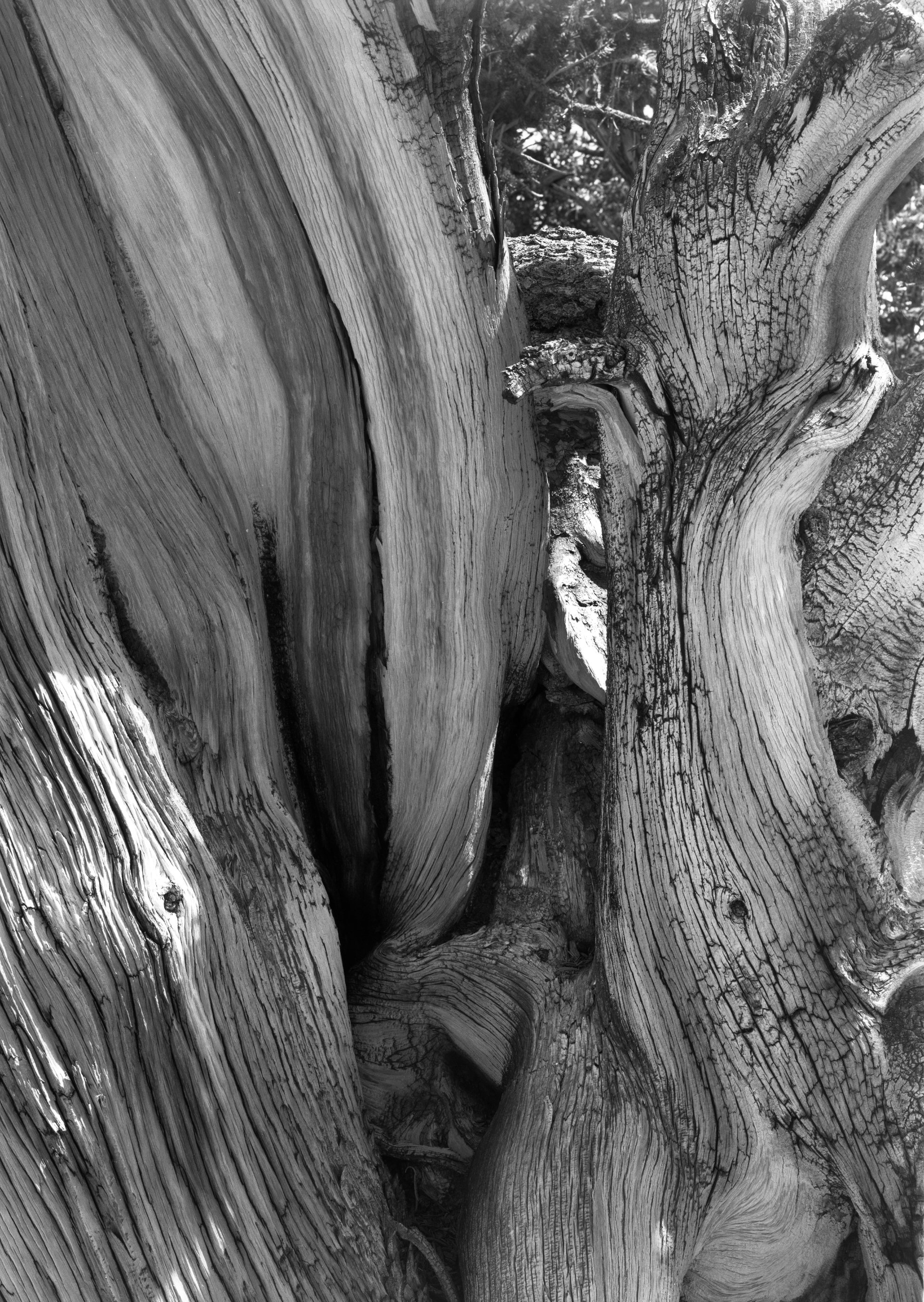 204.  Bristlecone Pine