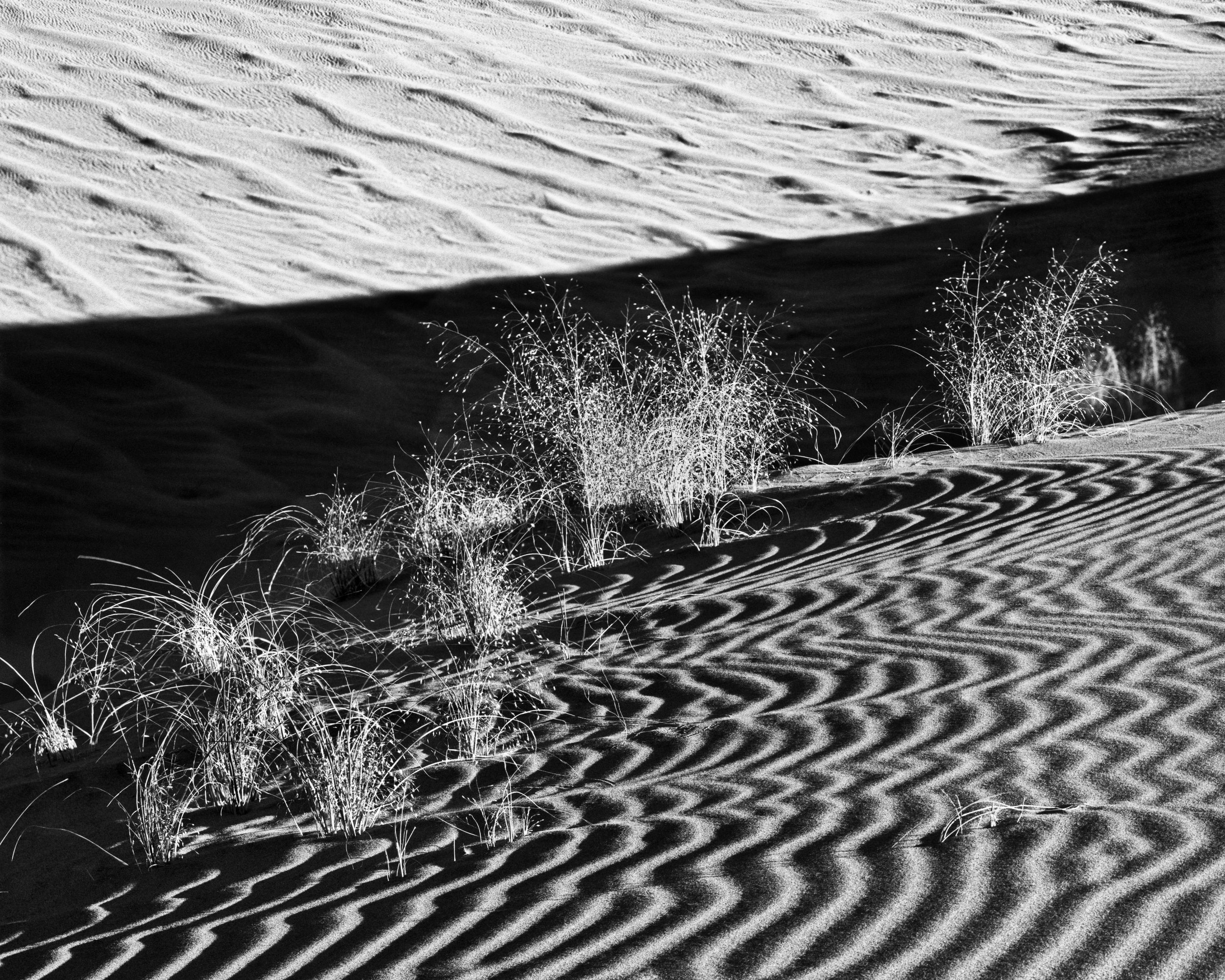 325.  Sand Dune and Plants