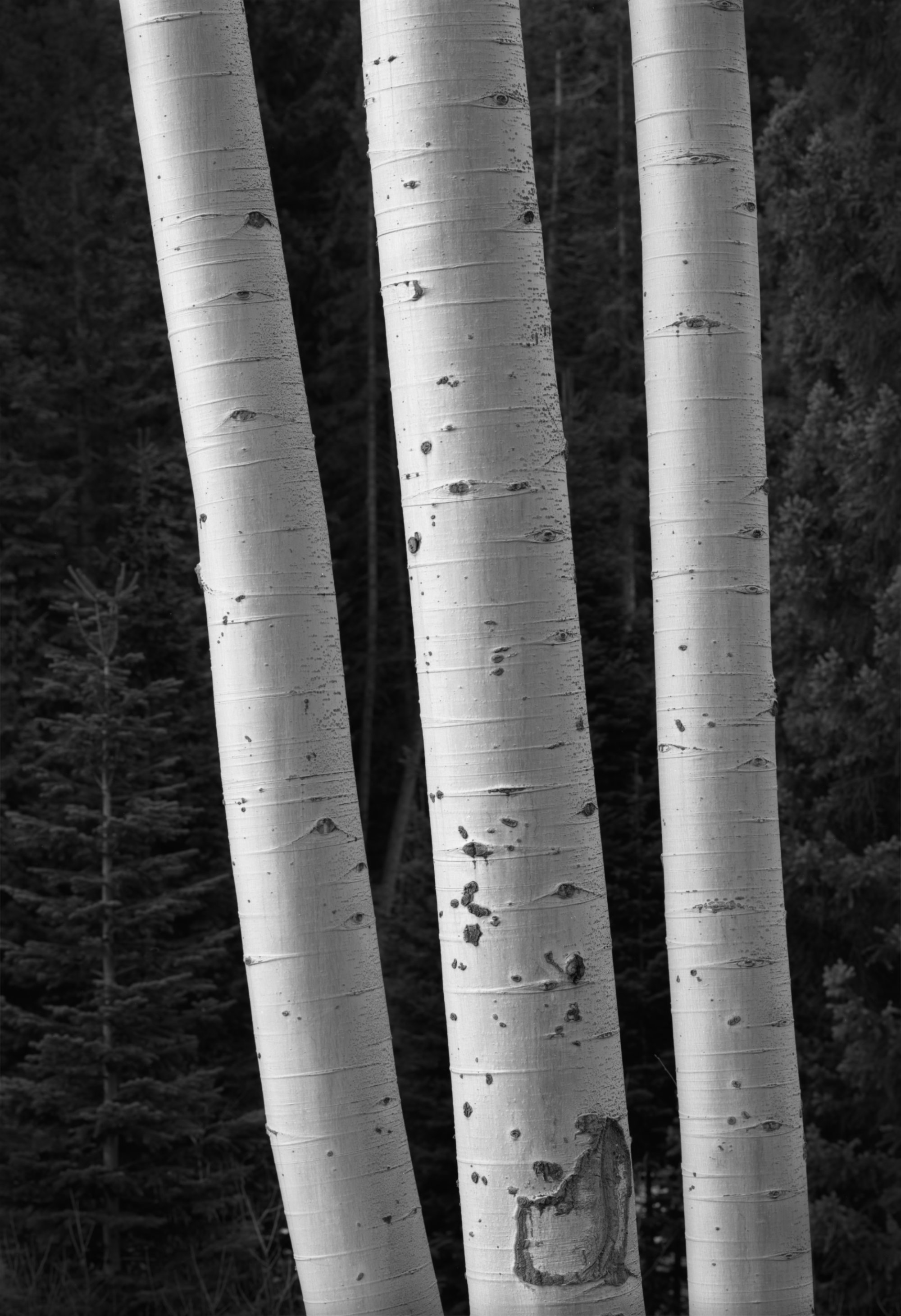 354.  Three Aspens