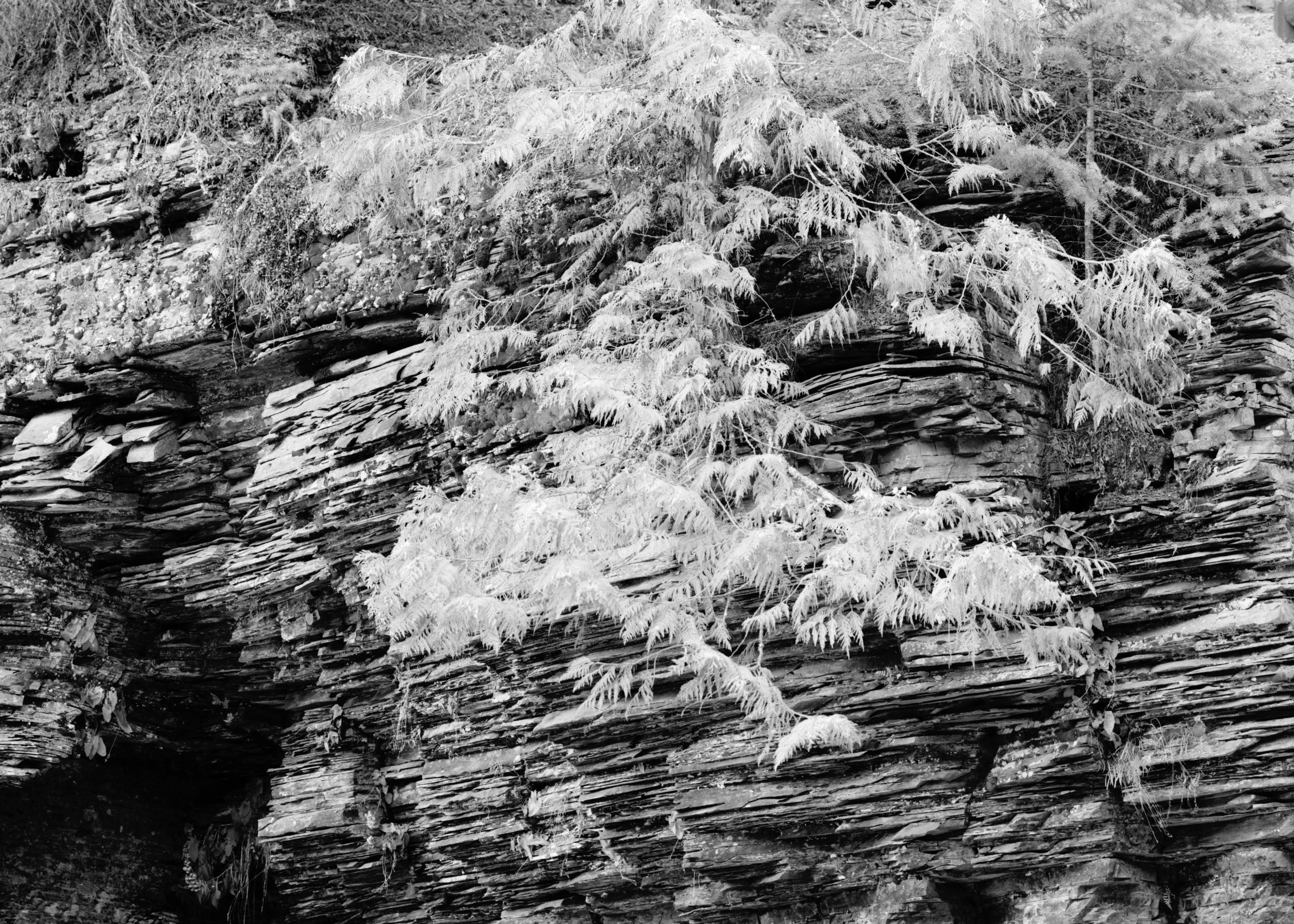 542.  Hanging Tree on Rock Wall