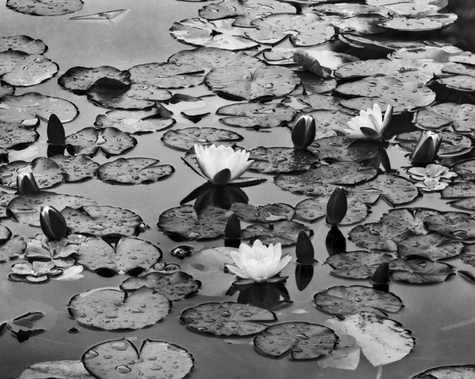 Lily Pads - 182