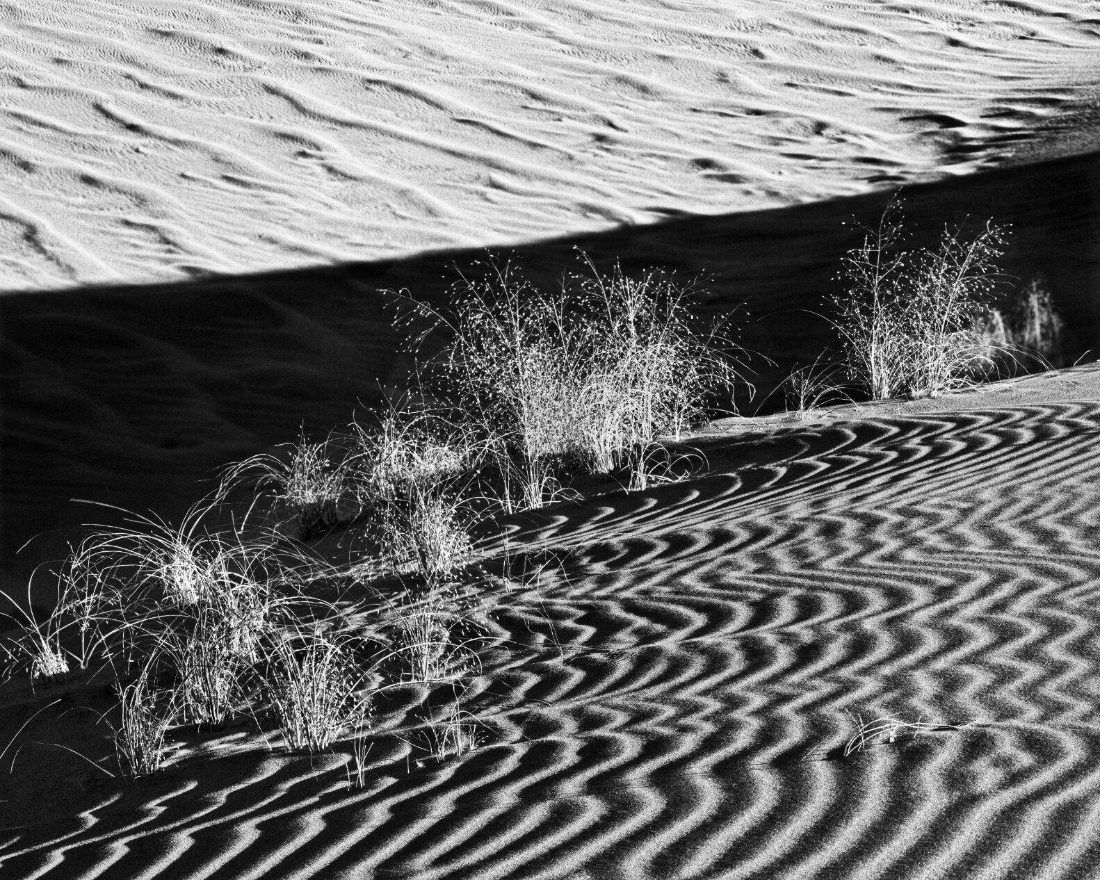 Sand Dunes and Plants - 325