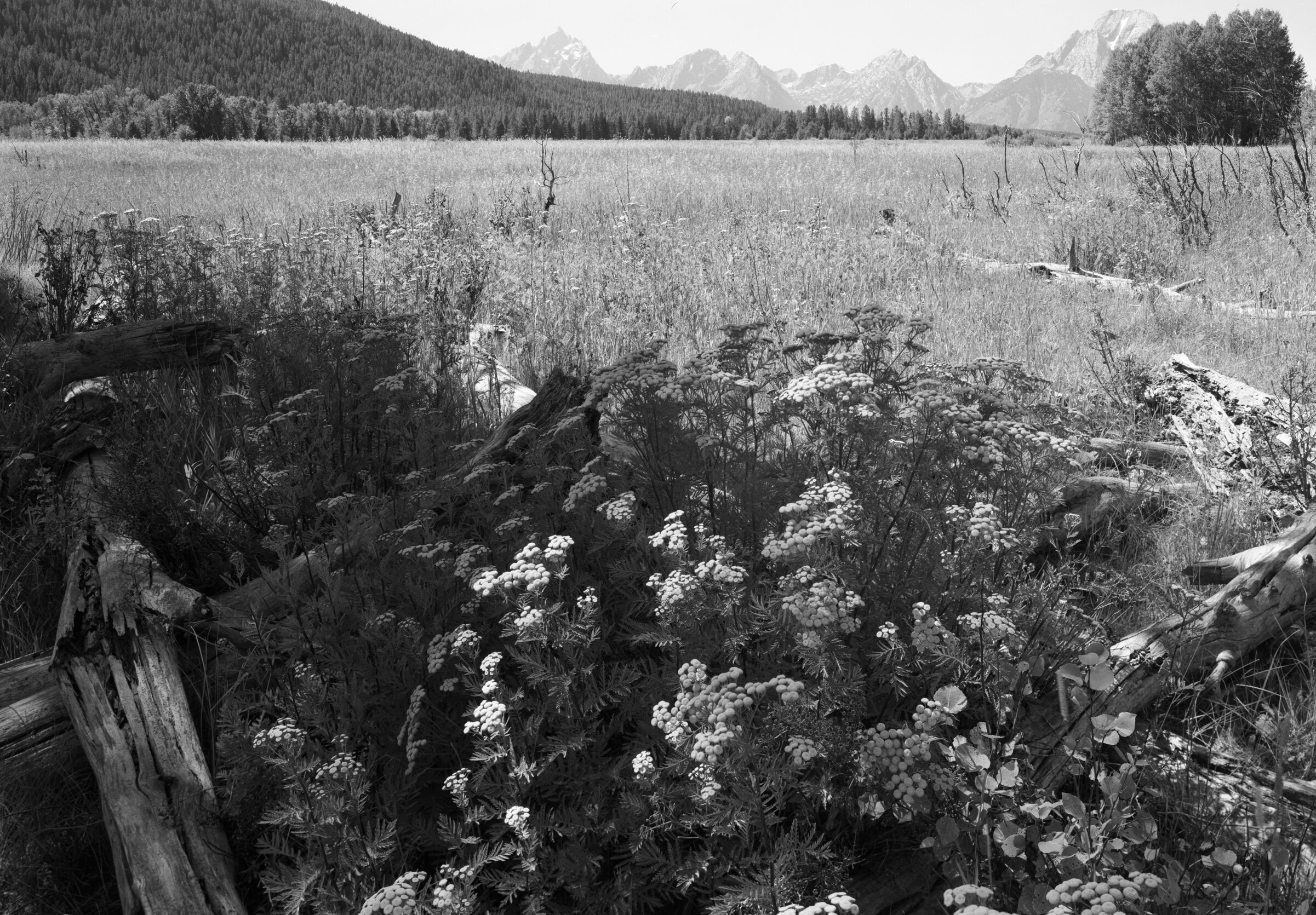 Teton Meadow - 390