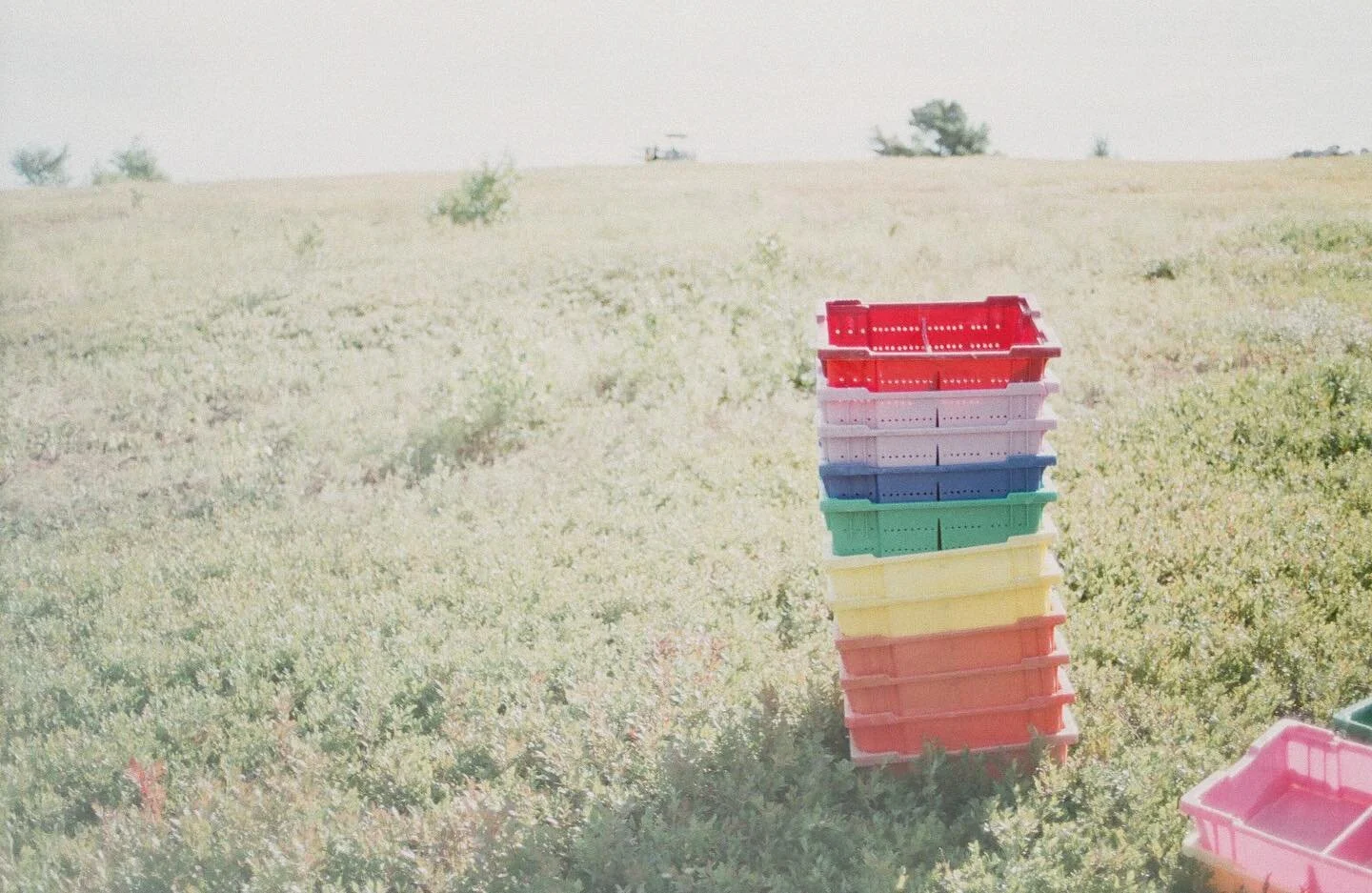 A rainbow stack of blueberry totes 🌈 Happy Pride month LOVE is LOVE! ❤️🧡💛💚💙💜 #pridemonth