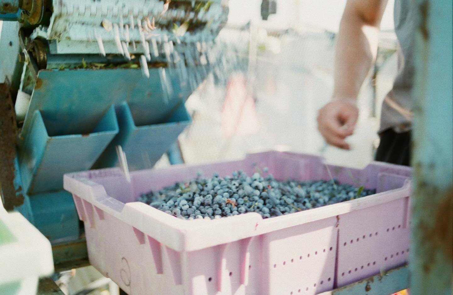 ⁣Our blueberry order form is LIVE! ⠀⠀
Follow the link in bio to our website to place your order for 10lb. boxes of organic wild Maine Blueberries.⠀⠀
In recognition of Pride month, starting today through Thursday, July 1st we will be donating $5 for e