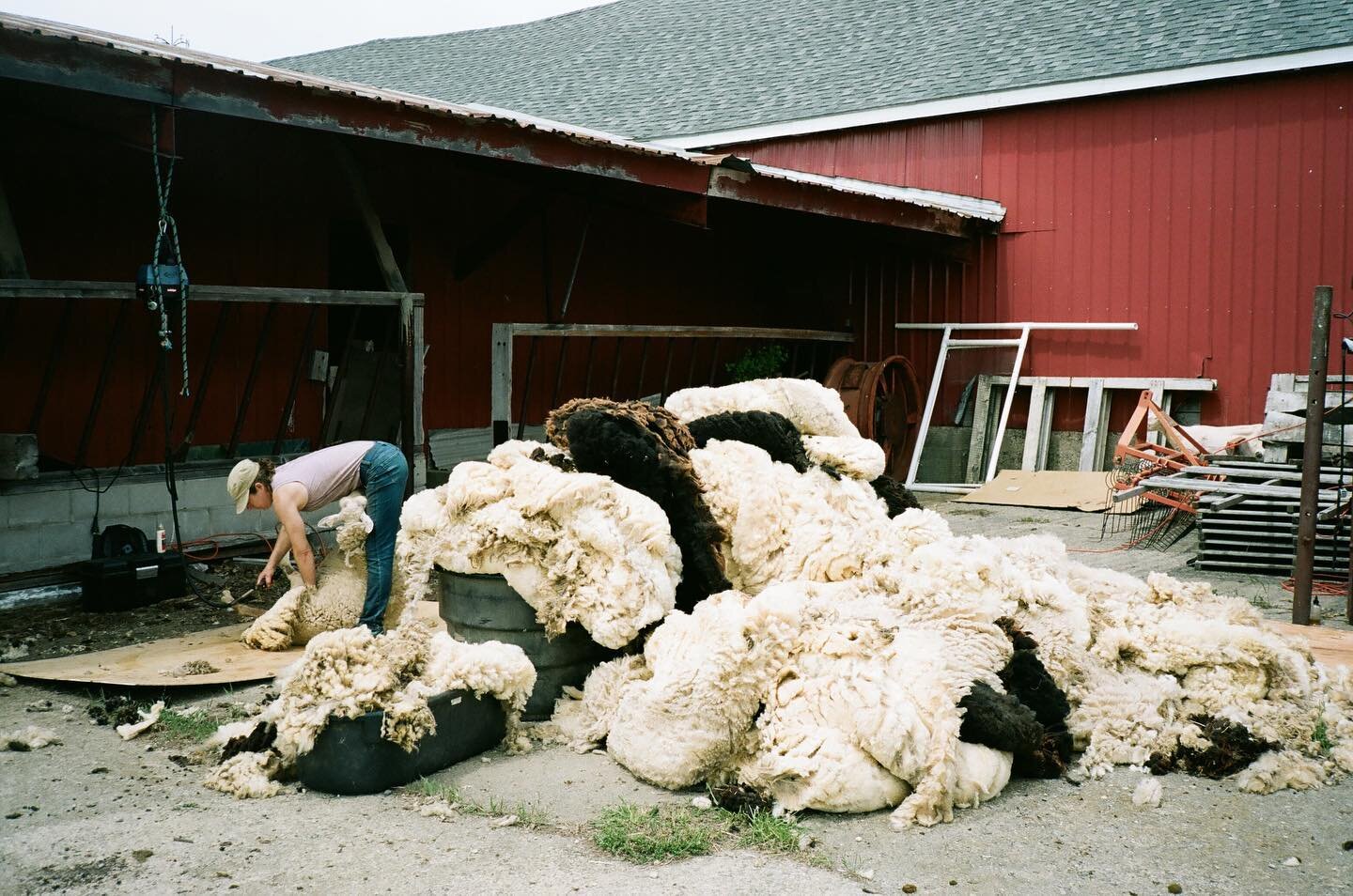 ⁣Shearing sheep is always better when you shear with your friends. Grateful for my friend and shearing partner @glenwoodk⠀
We just need @strawsfarm here to make the dream shearing team! ⠀
⠀
⠀
#sheepshearingmaine #mainesheep  #farmingwithfilm