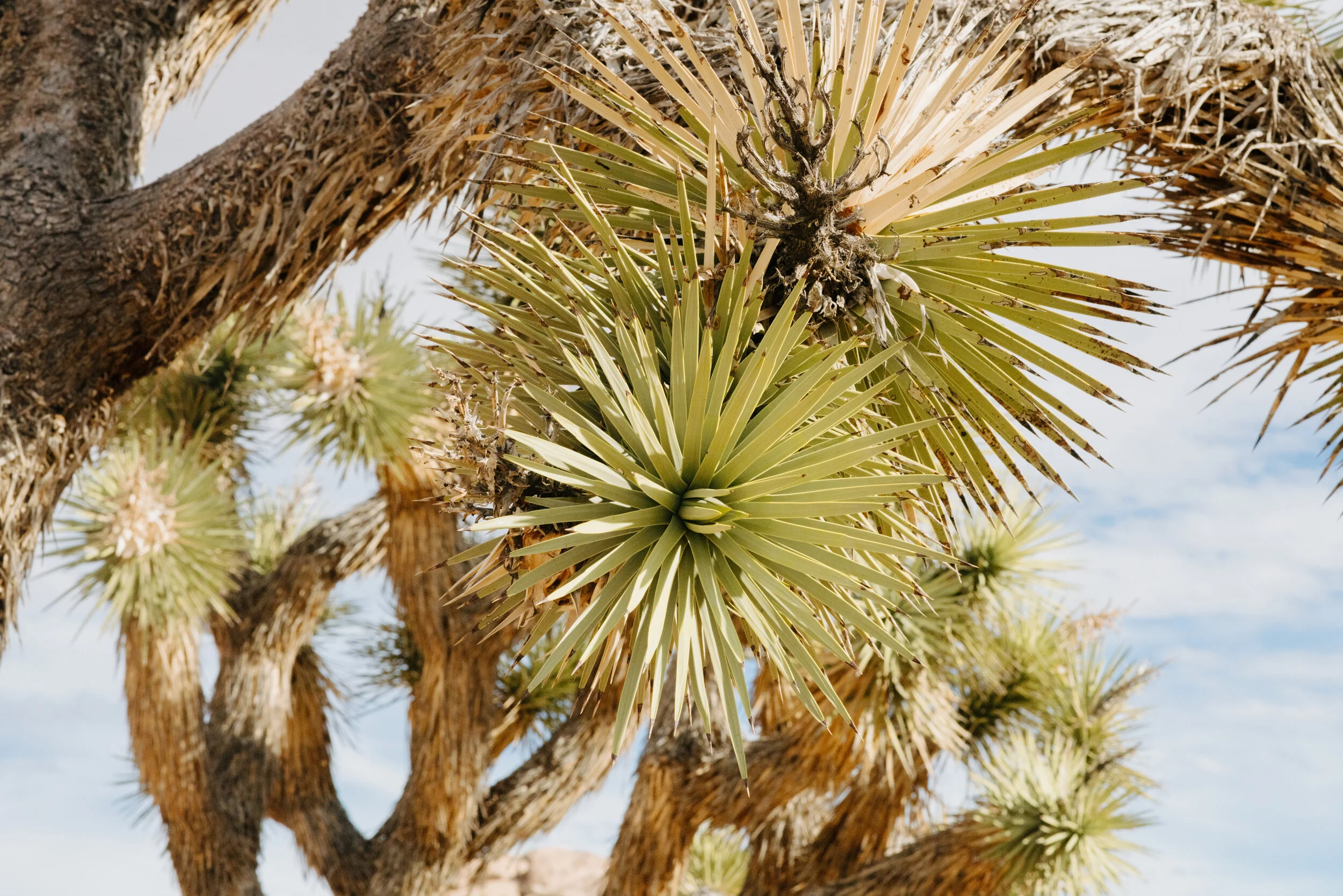 AfterlightImage 4.JPG