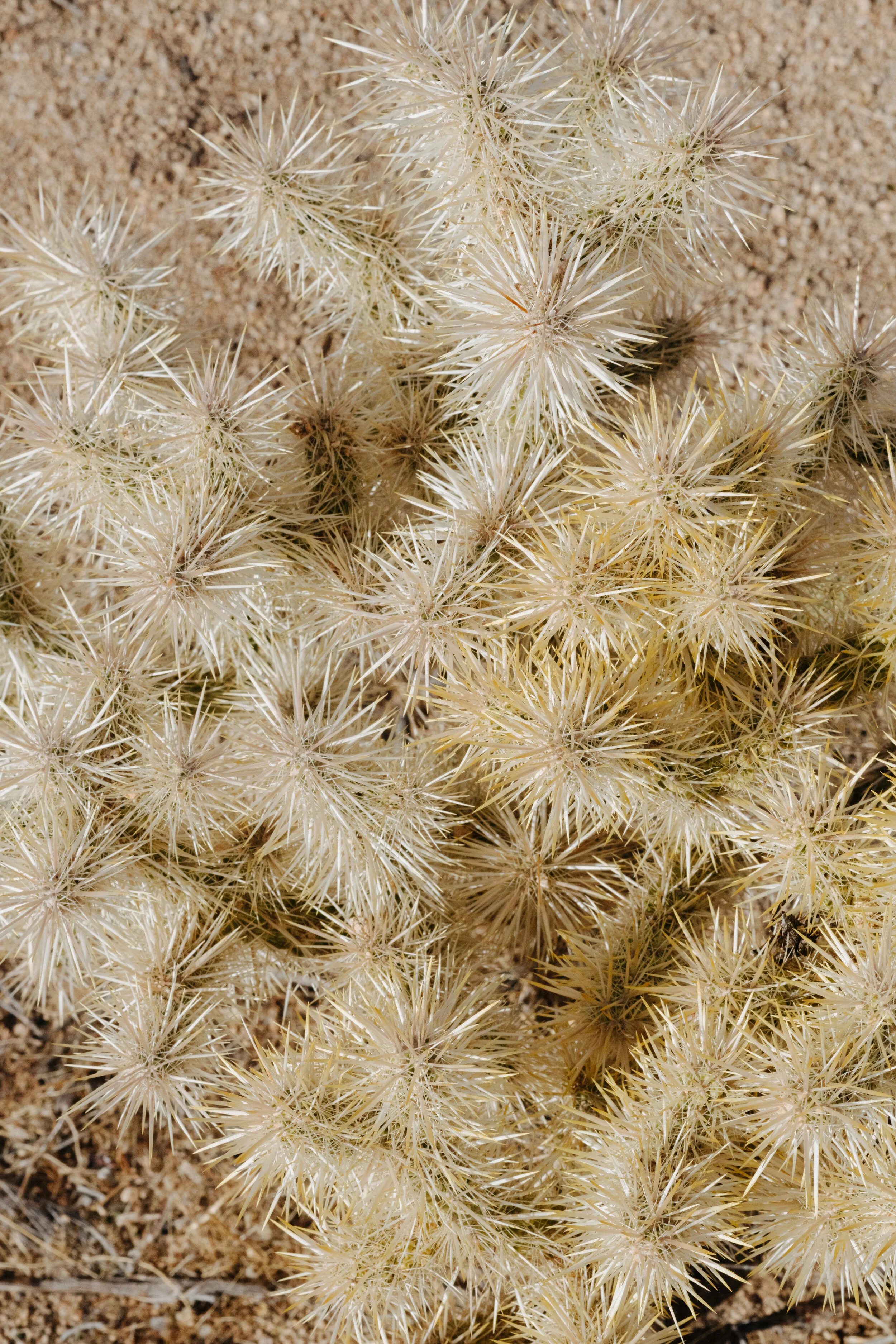 AfterlightImage 7.JPG