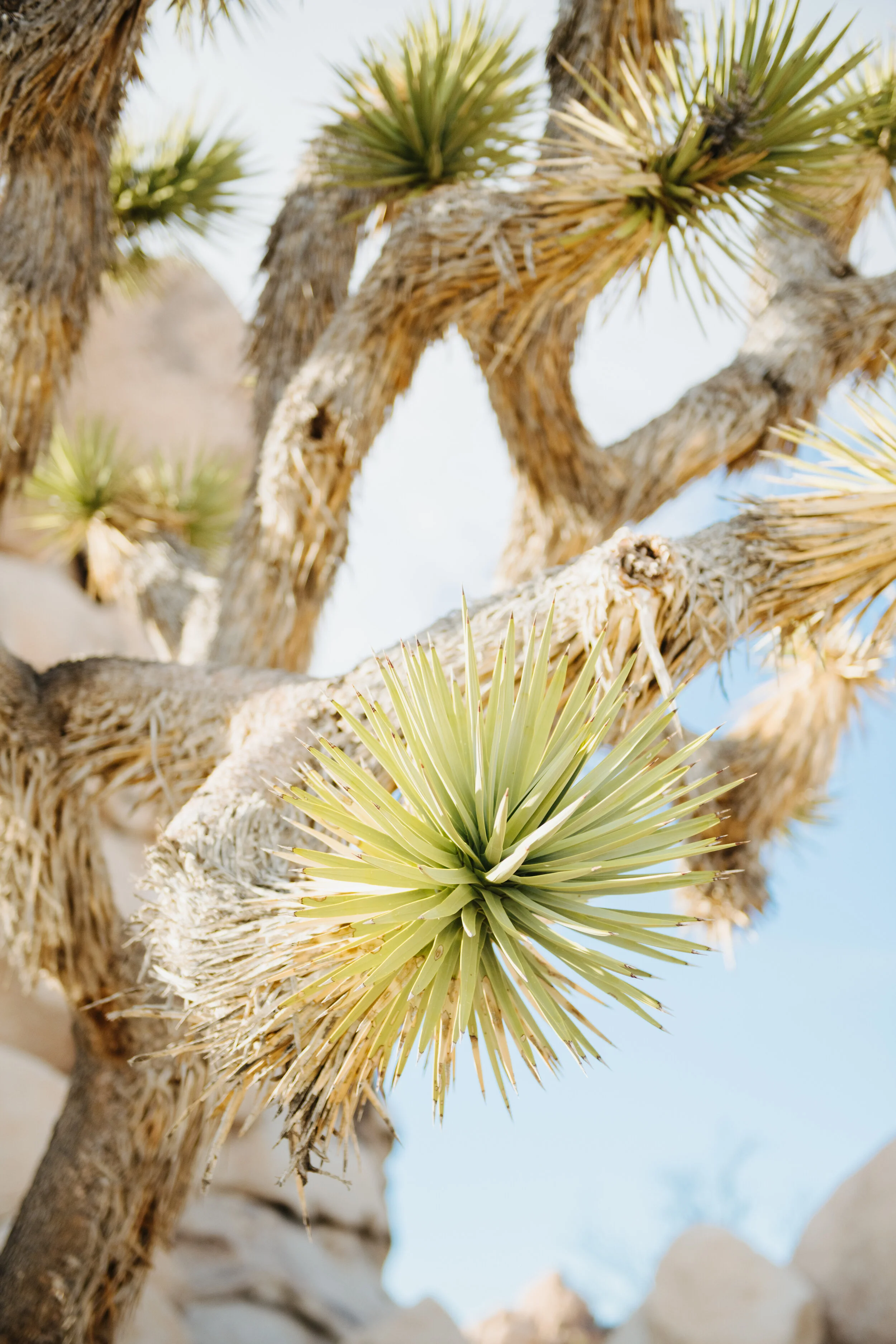 AfterlightImage 10.JPG