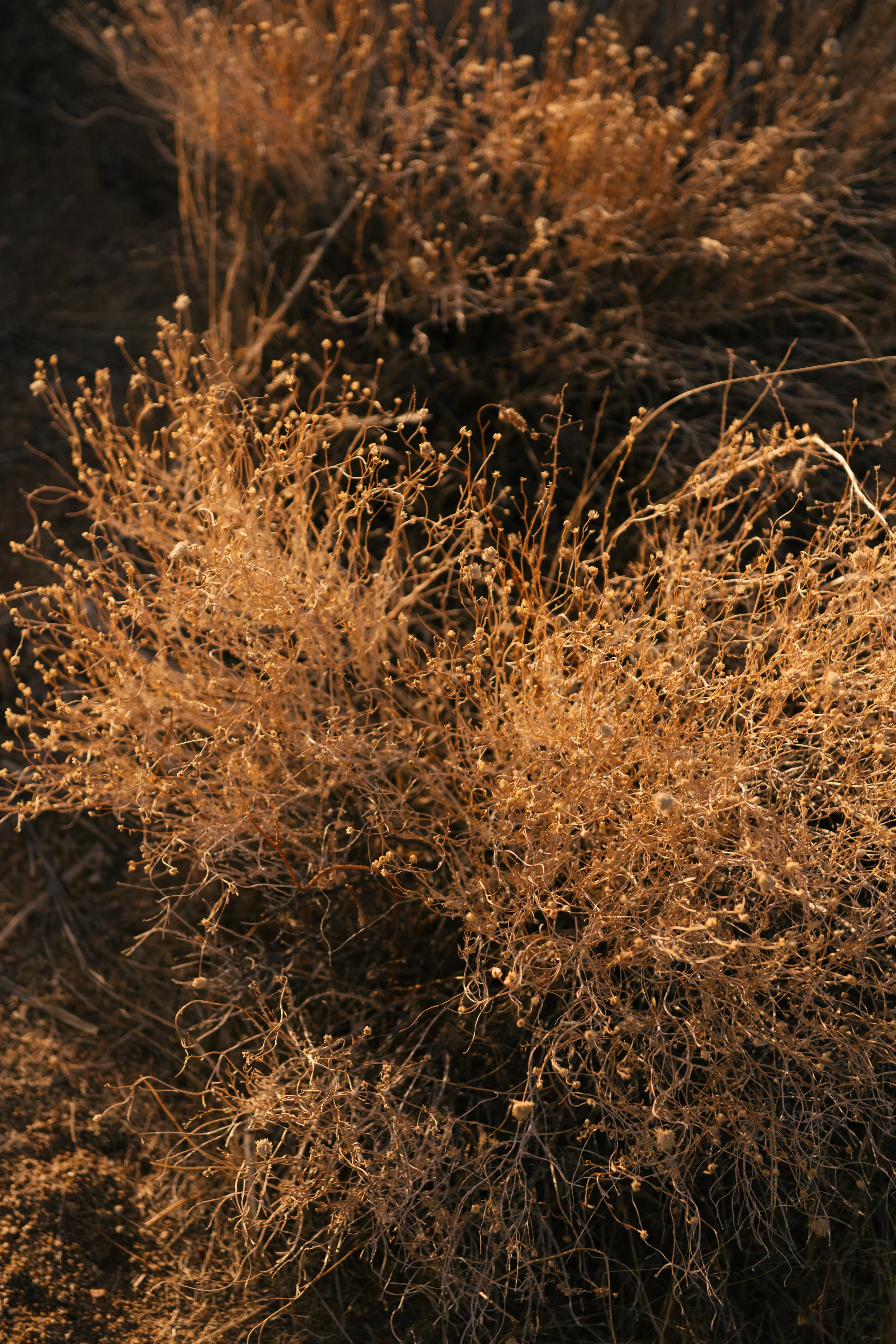 AfterlightImage 11.JPG