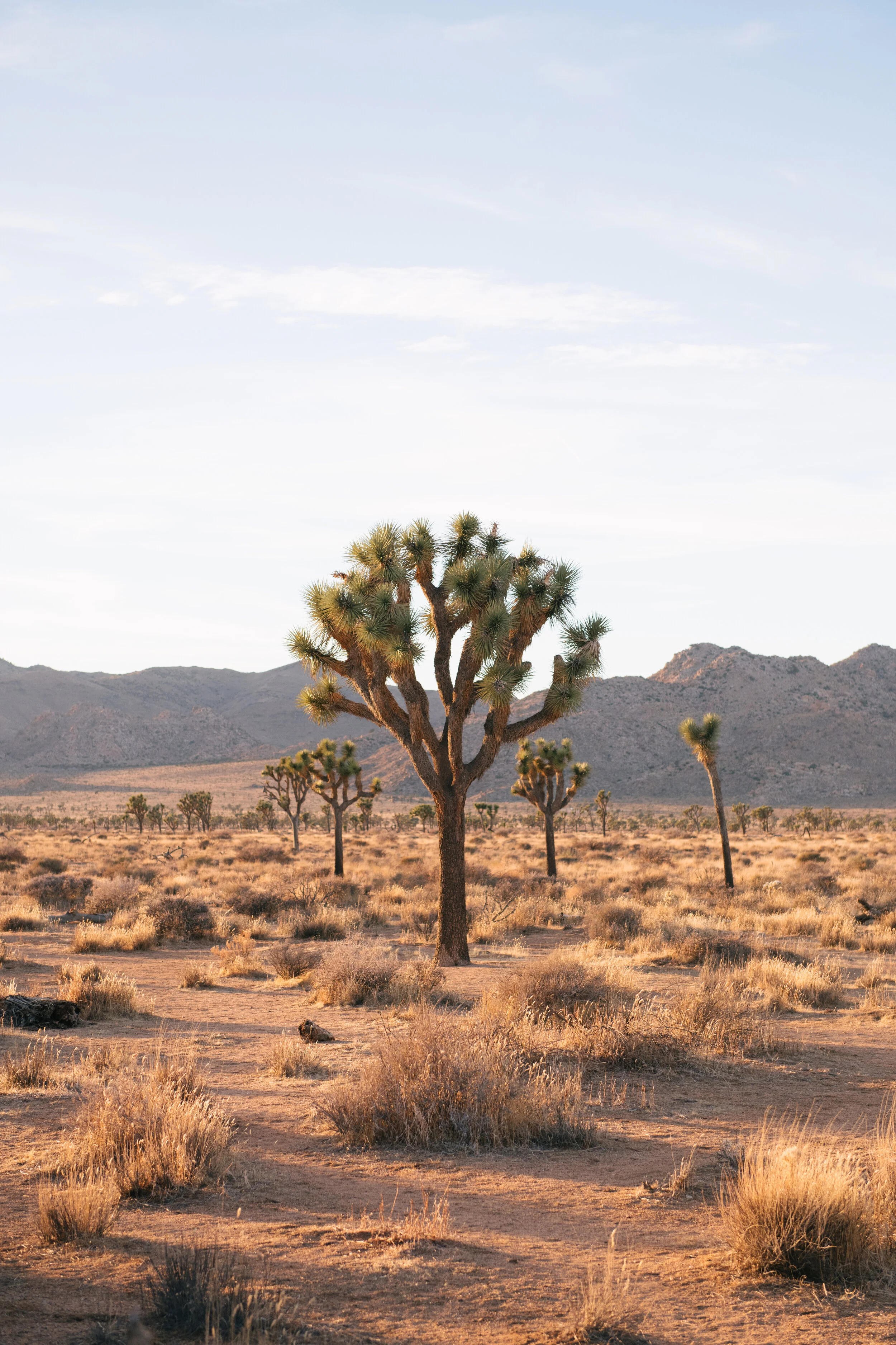 AfterlightImage 12.JPG