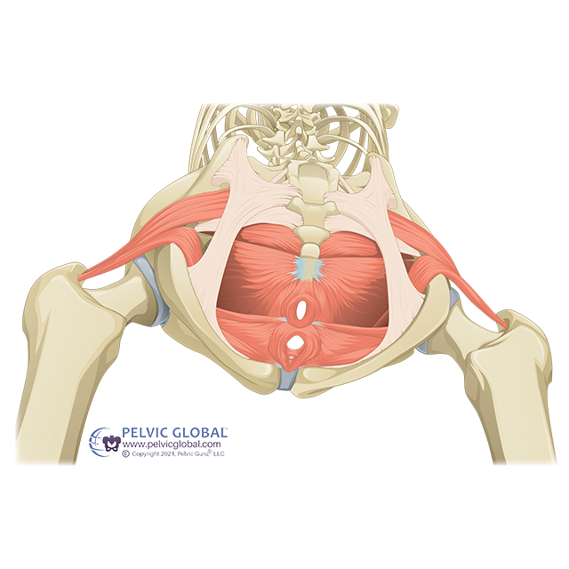 Diastasis Recti and Low Back Pain: Are They Related?  Pelvic Health  Physical Therapy - Morris County's Most Experienced Pelvic Floor Team