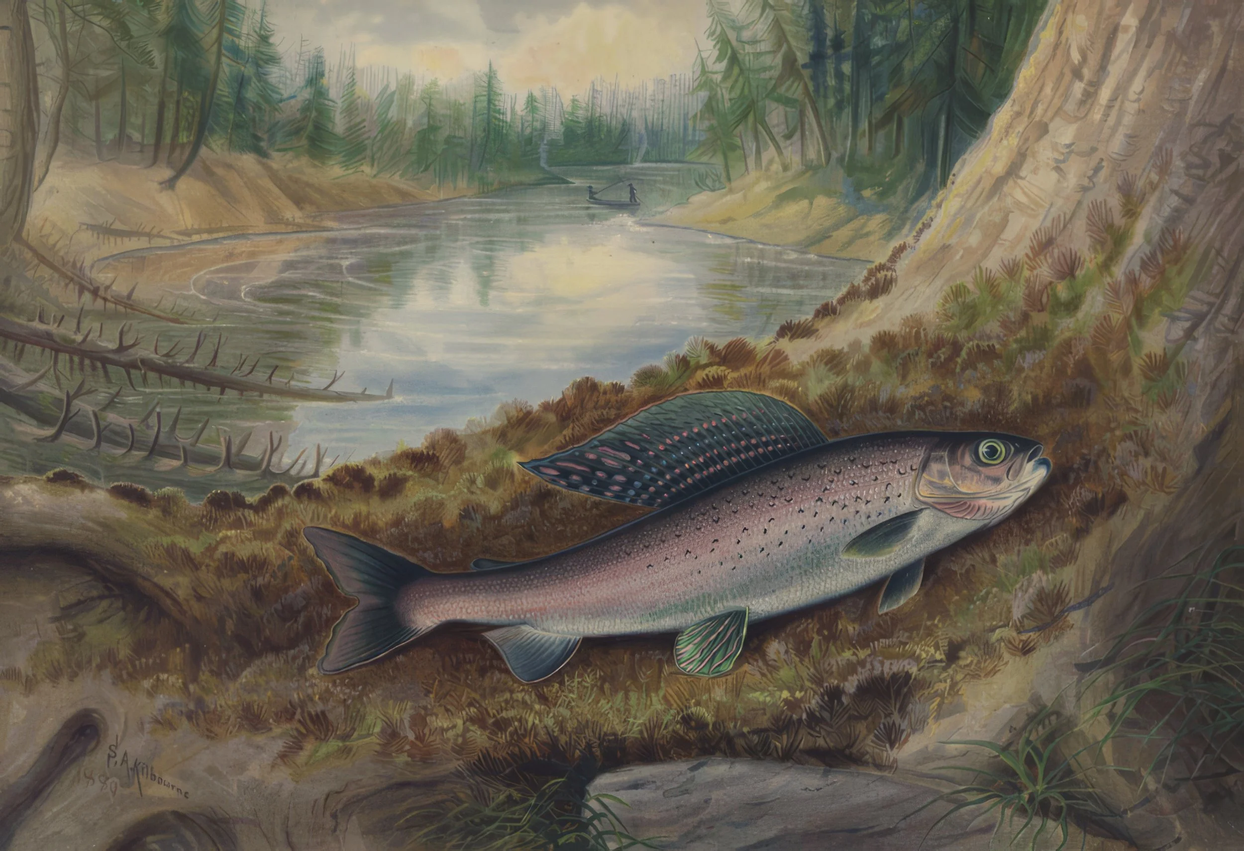 قسمت ۱۳ :  آیا انسان‌ها از ماهی تکامل یافته‌اند؟