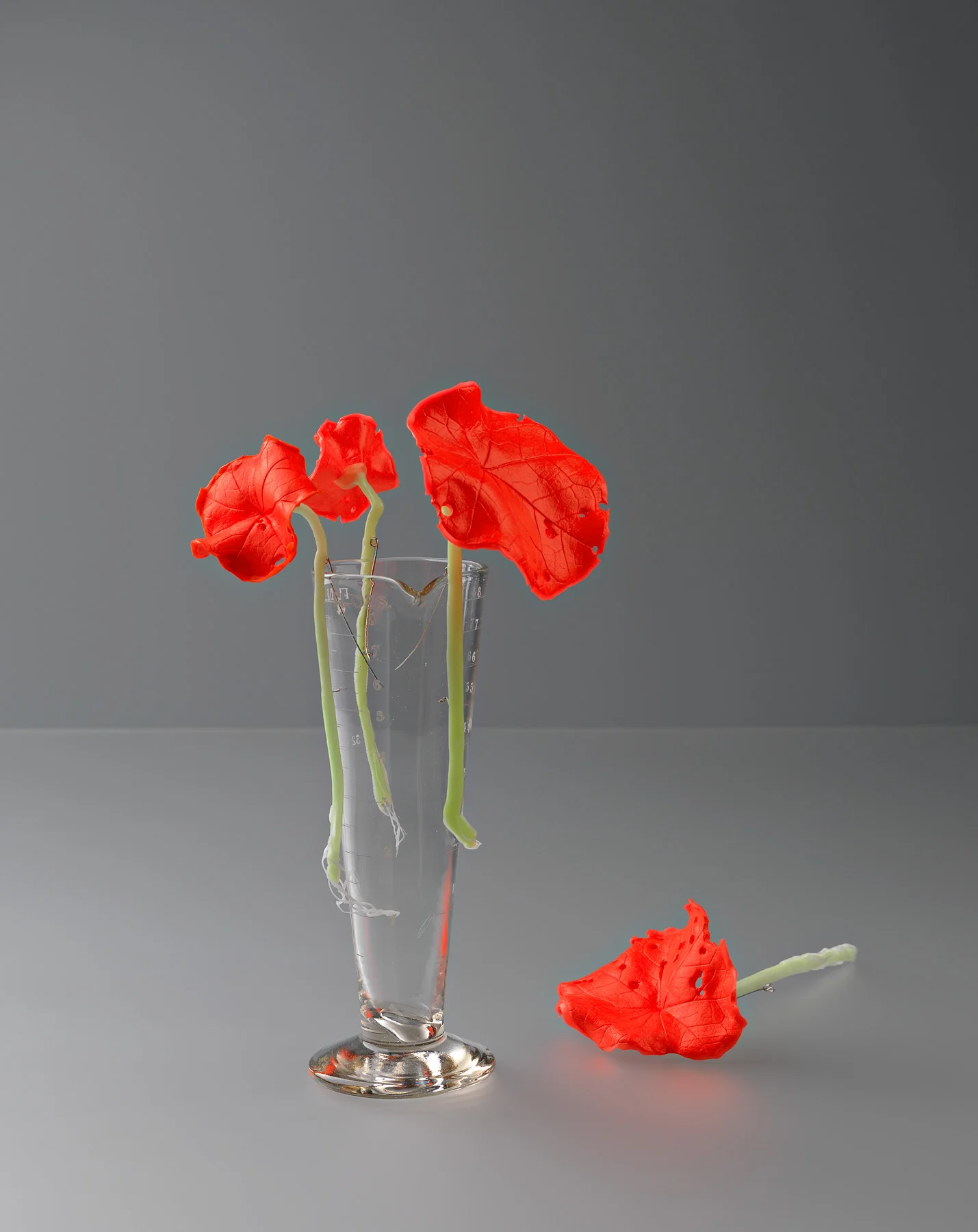 Nasturtium-Leaves-in-flask.jpg