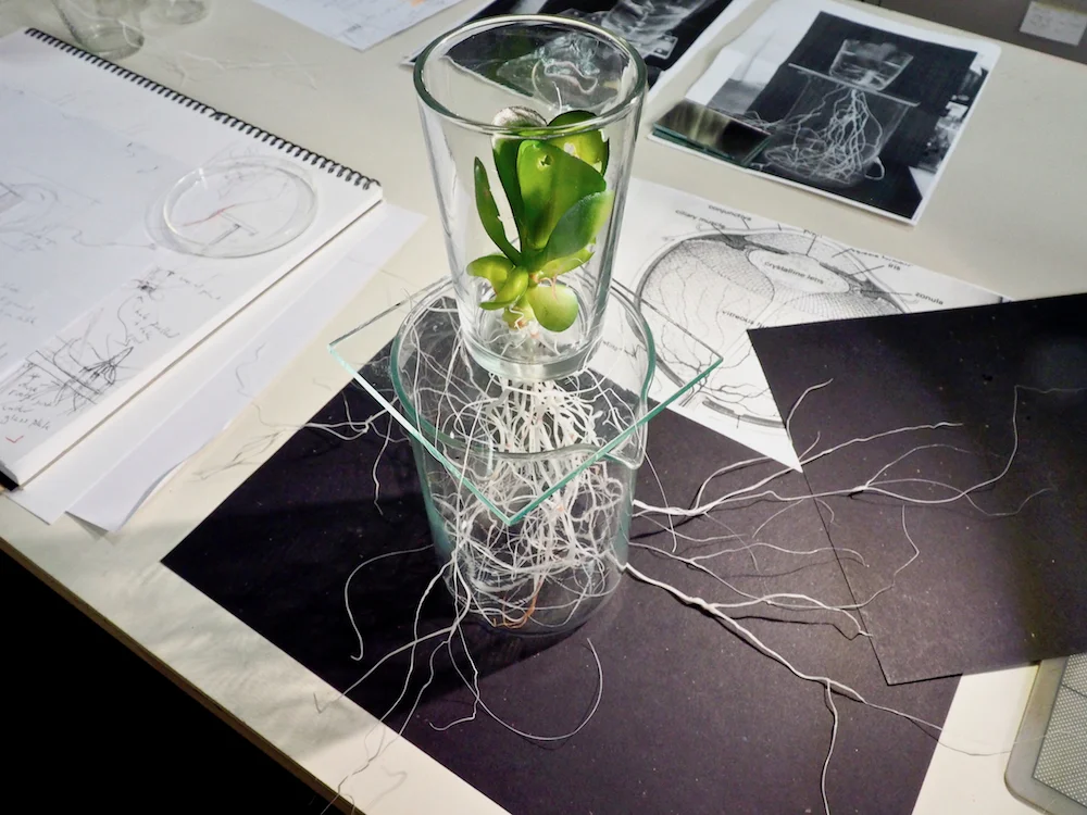 CTruman_Ocular Plants- 2017.jpg
