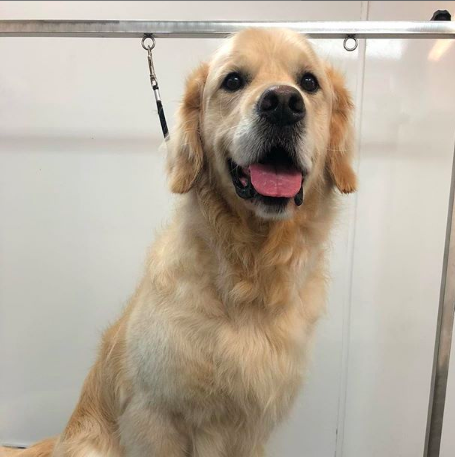 Oscar the Golden Retriever