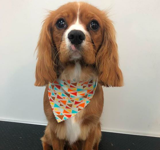 Teddy the cutie cavalier!