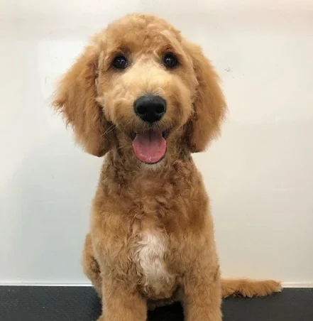 Max’s first haircut!