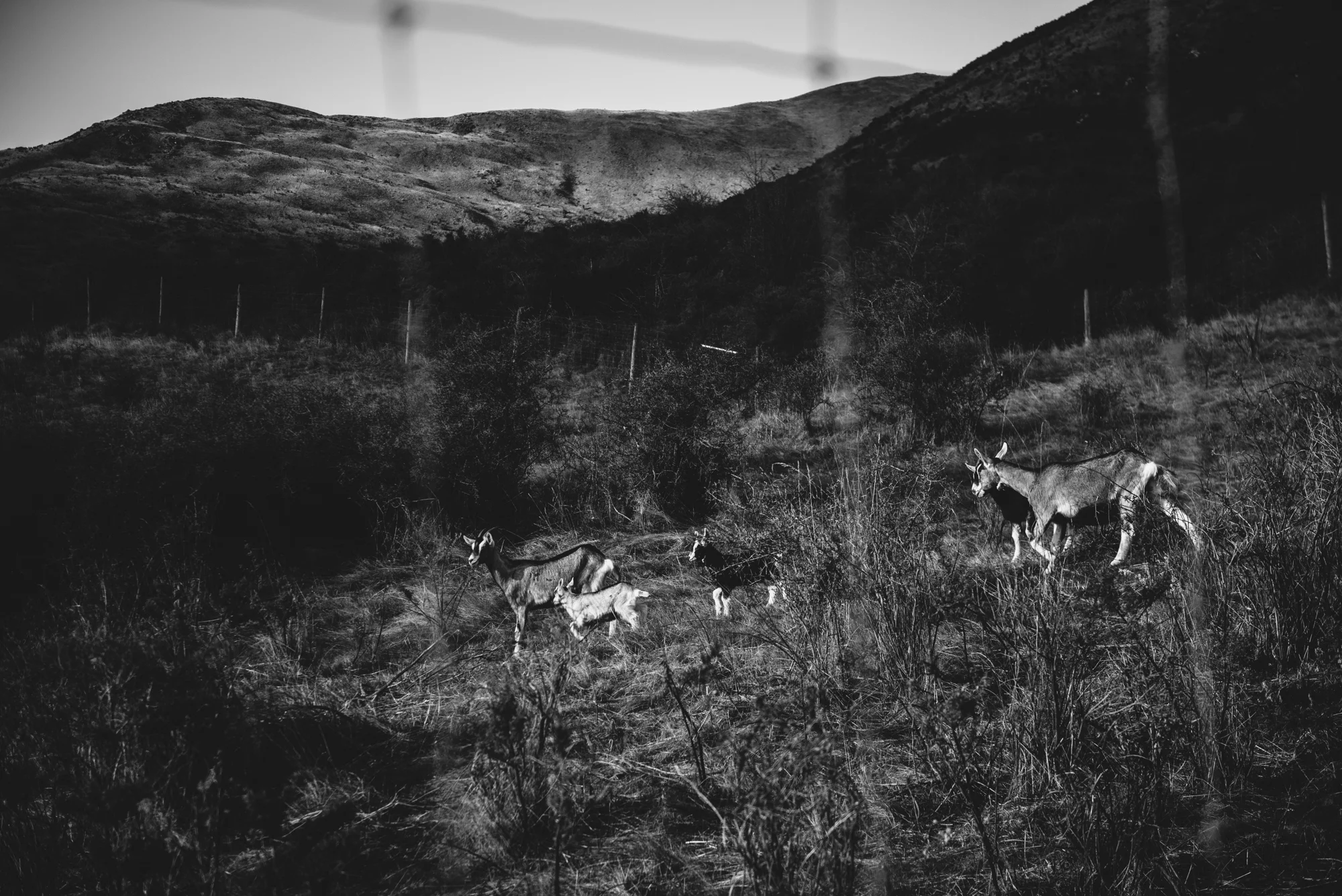 Queenstown Birthday Blog Lola Photography_318.jpg