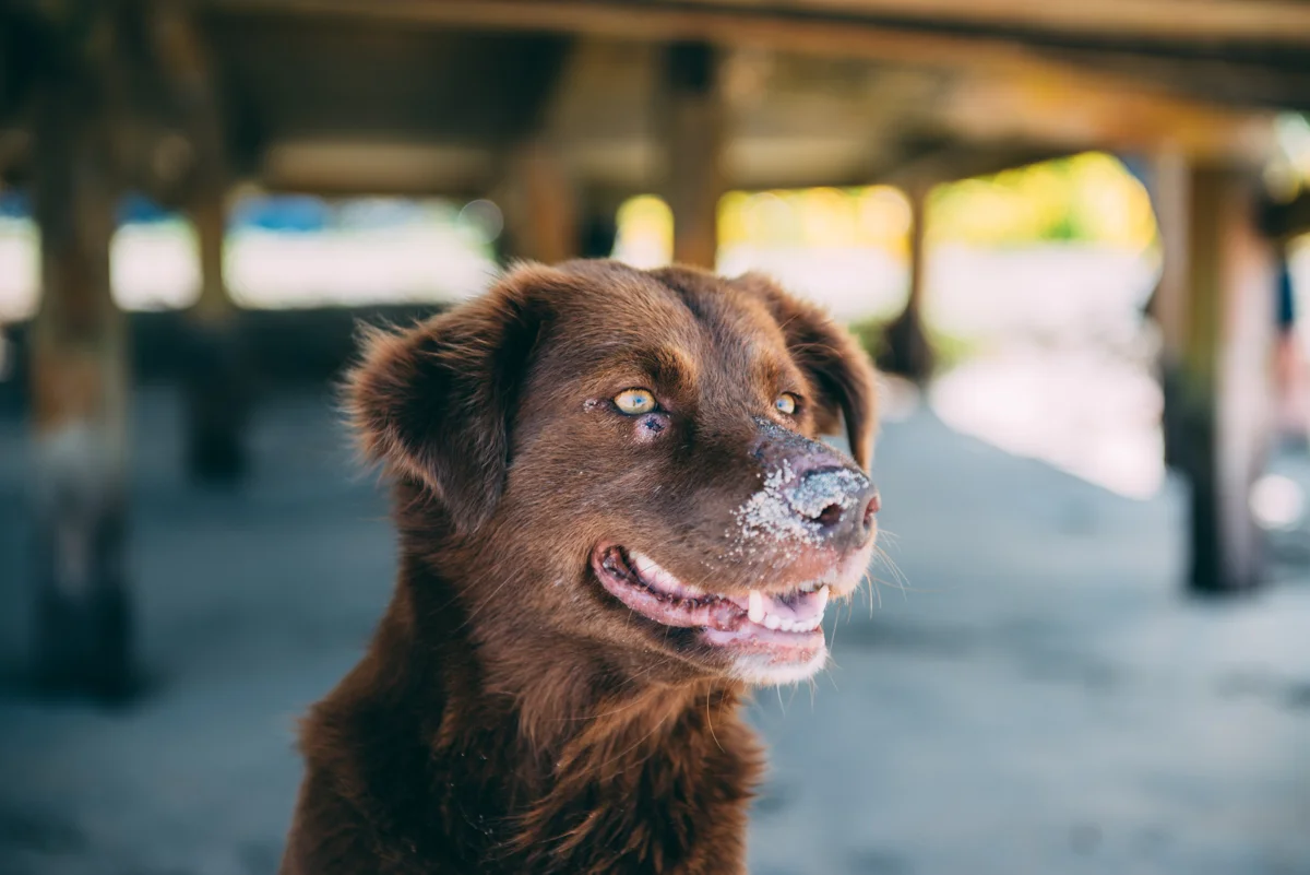 Samoa Blog Lola Photography 016.jpg