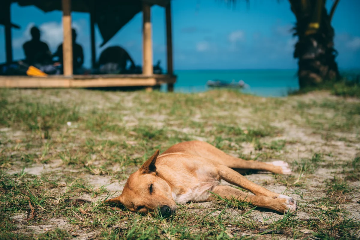 Samoa Blog Lola Photography 030.jpg