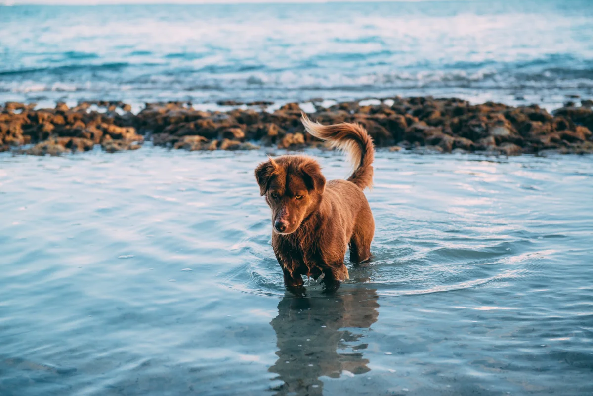 Samoa Blog Lola Photography 052.jpg