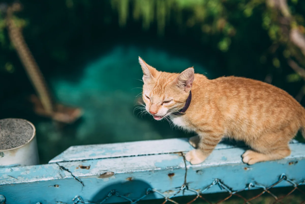 Samoa Blog Lola Photography 229.jpg