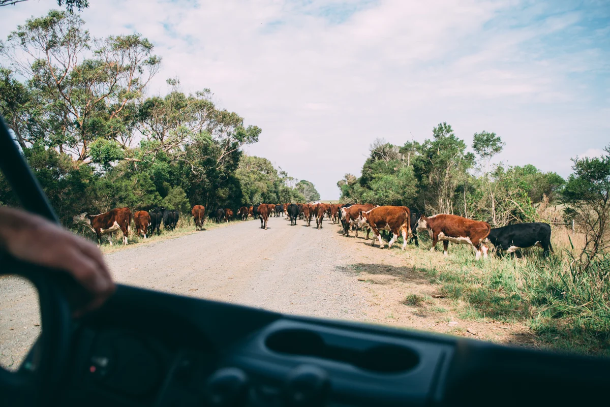 Tourism Victoria Lola Photography_195.jpg