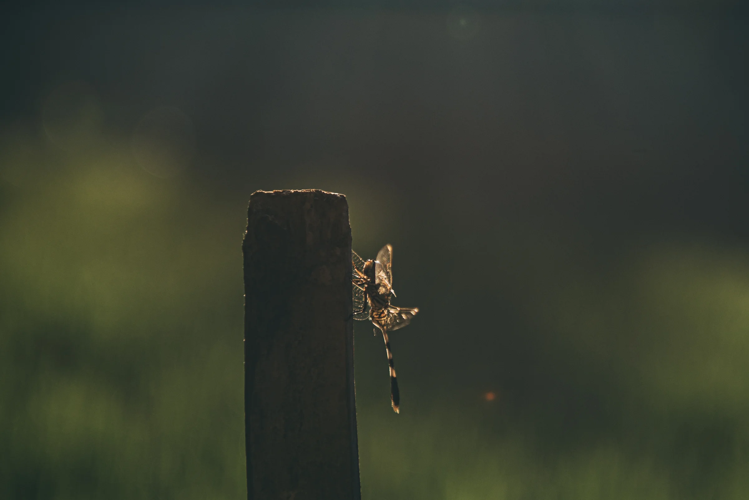 Bali Blog Lola Photography_110.jpg