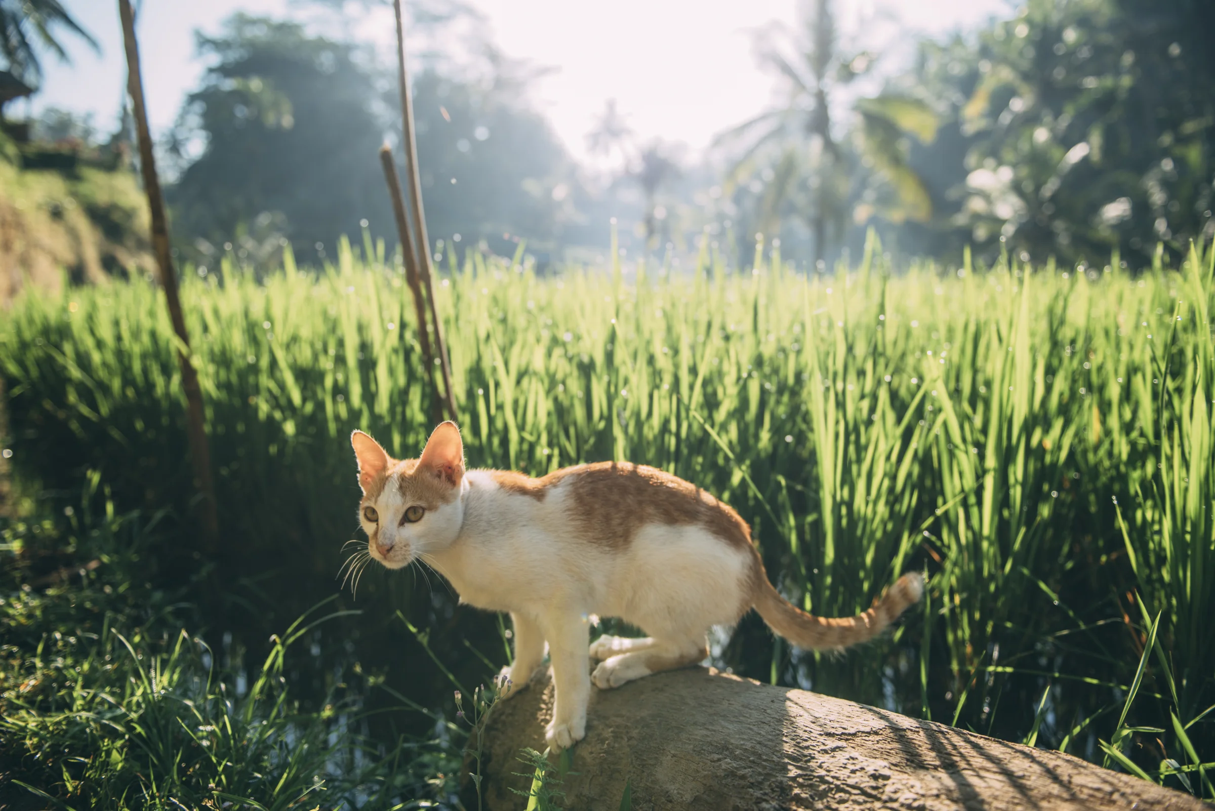 Bali Blog Lola Photography_116.jpg