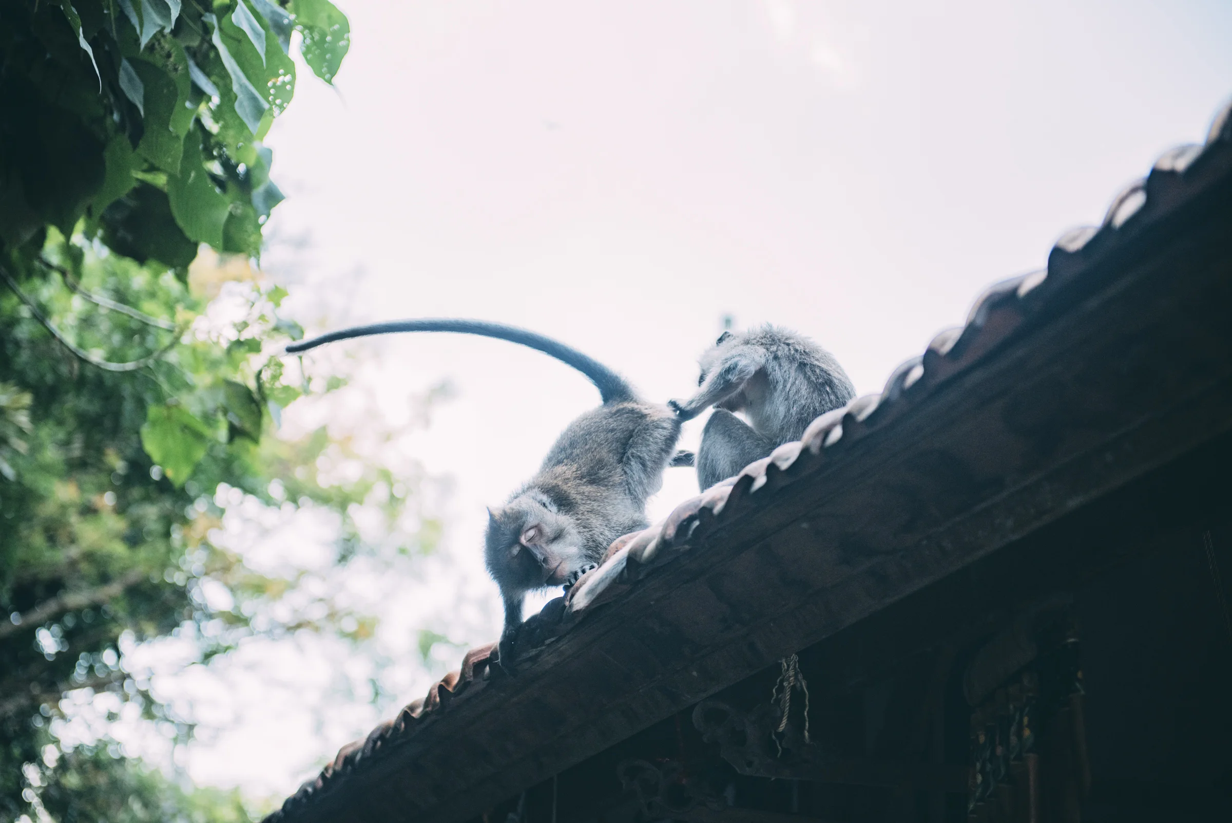 Bali Blog Lola Photography_128.jpg