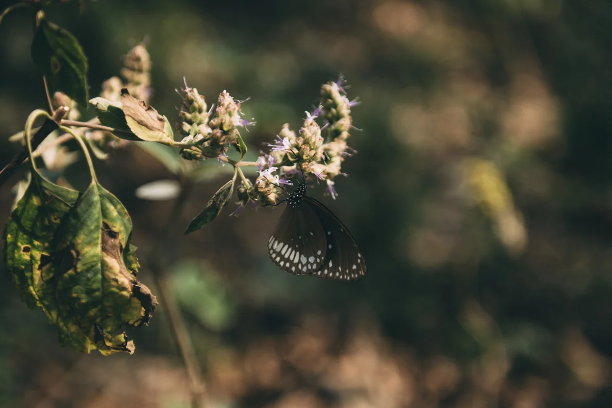 Nepal Blog Lola Photography_659.jpg