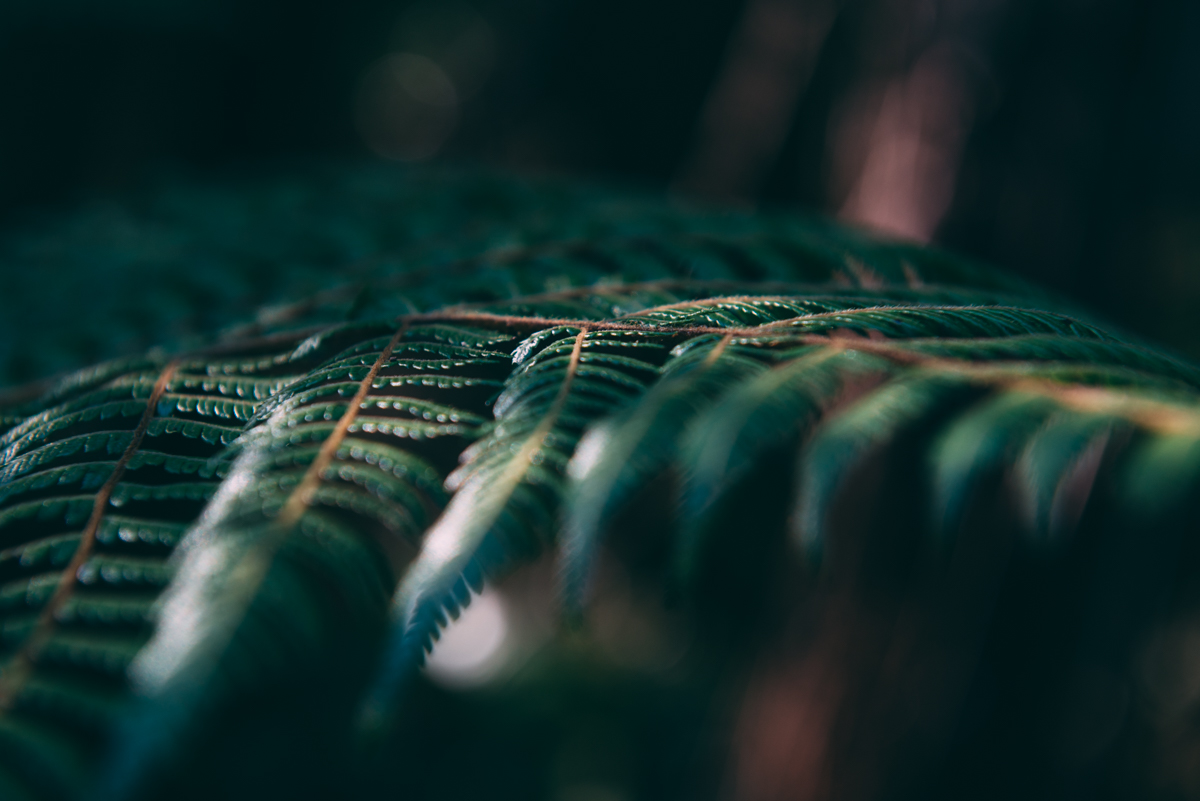 Milford Sound Blog Lola Photography_149.jpg