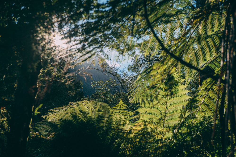 Milford Sound Blog Lola Photography_148.jpg