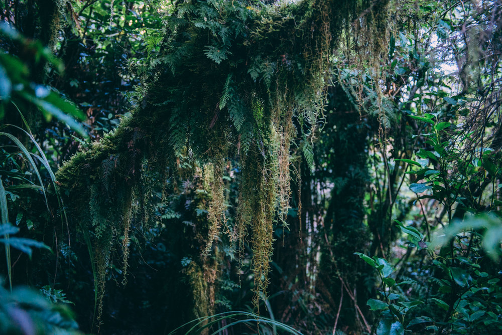 Milford Sound Blog Lola Photography_154.jpg