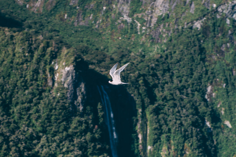 Milford Sound Blog Lola Photography_167.jpg