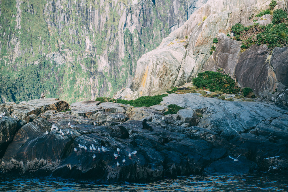 Milford Sound Blog Lola Photography_171.jpg