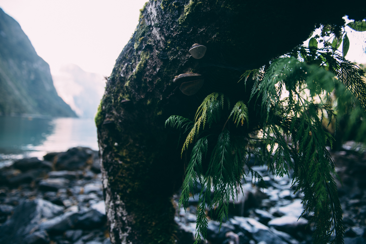 Milford Sound Blog Lola Photography_207.jpg