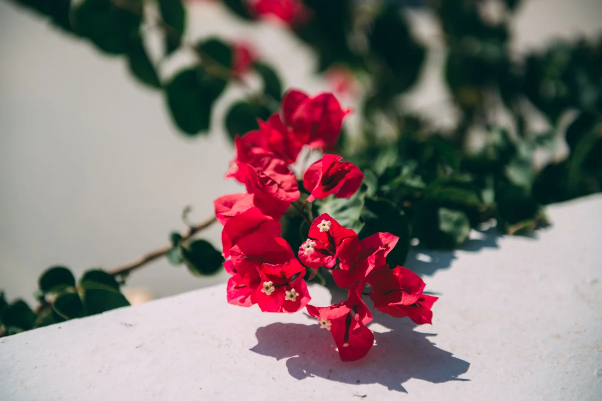 Santorini Greece Blog Lola Photography_020.jpg